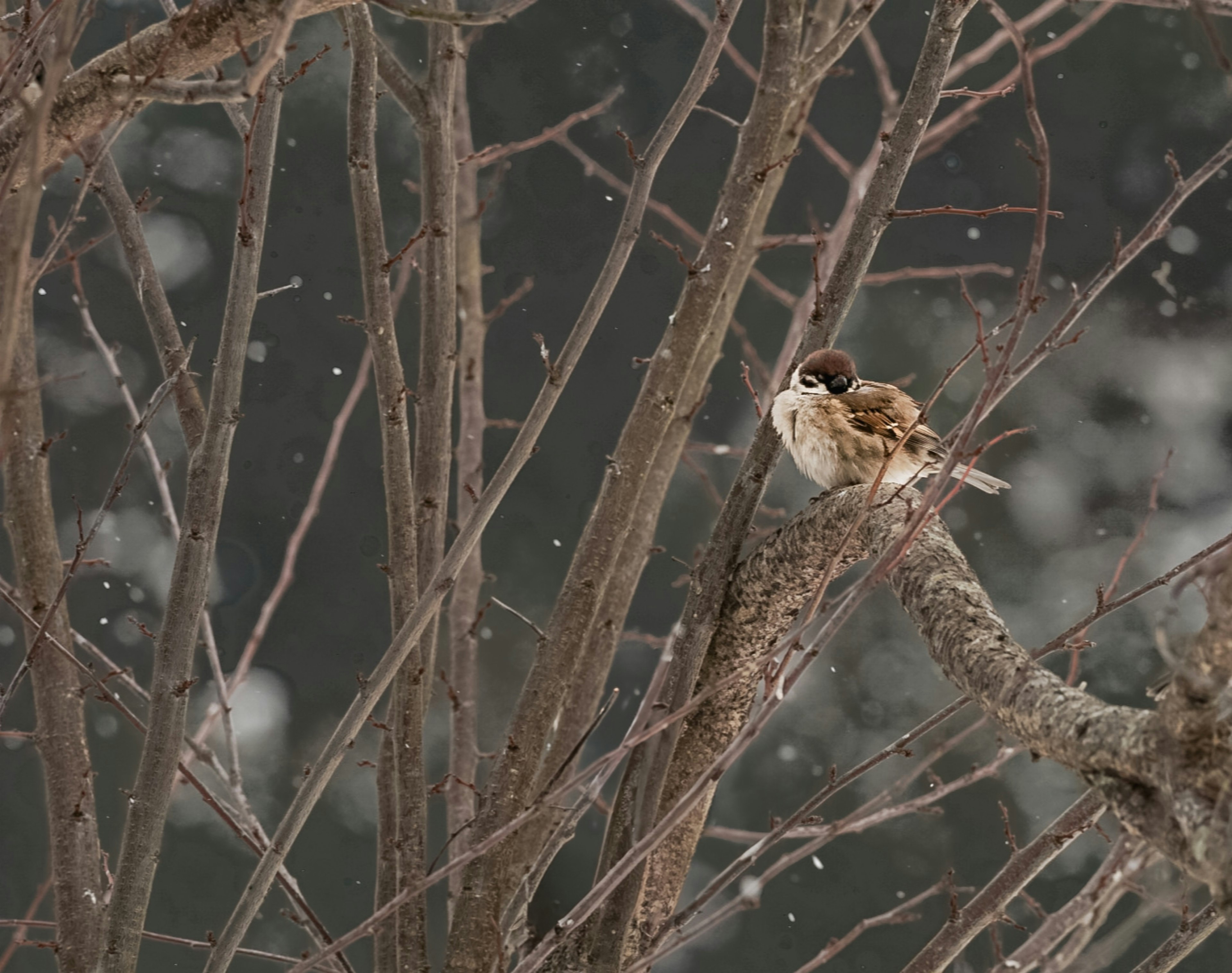 A small bird perched on a branch in the snow