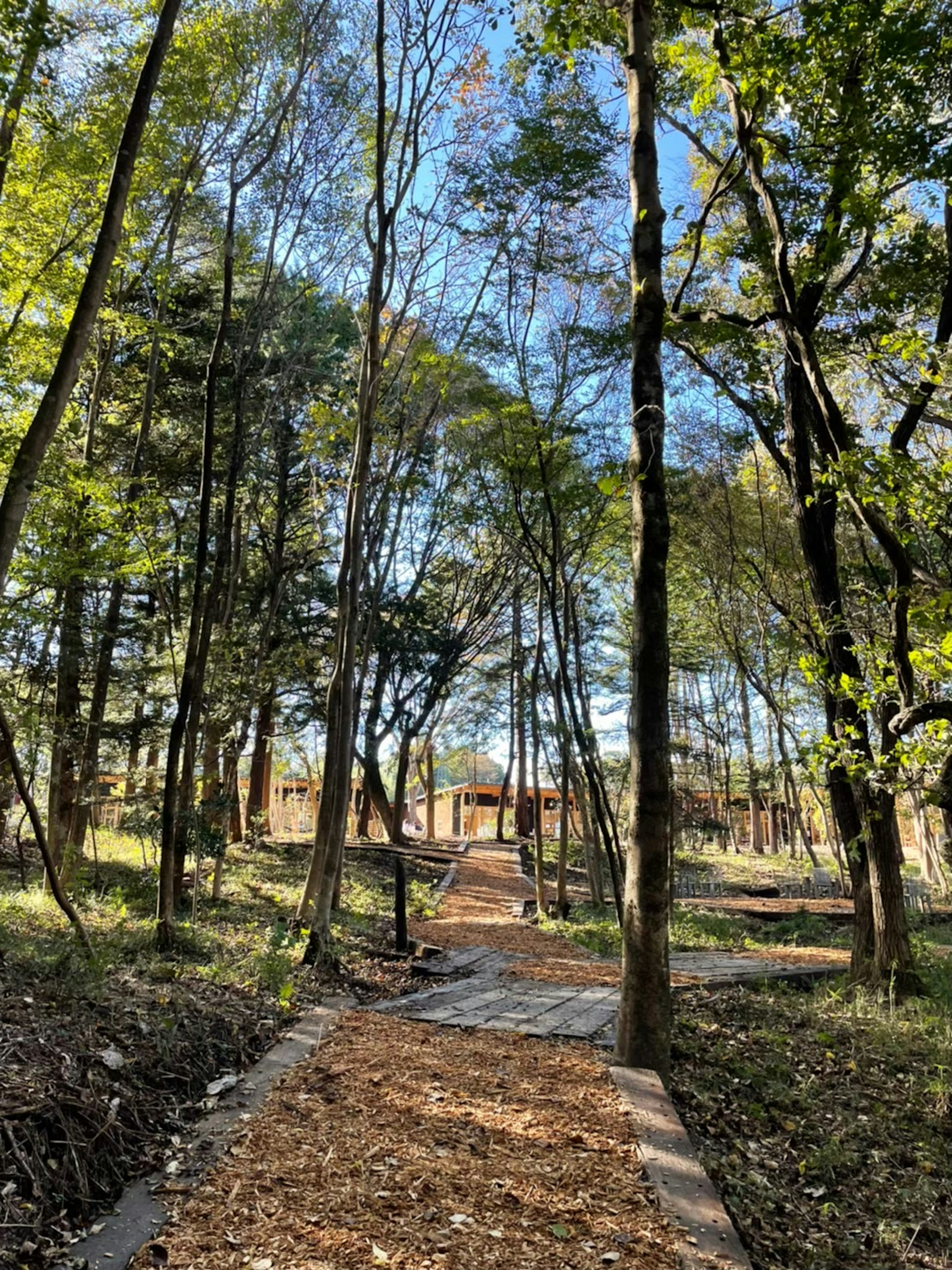 緑の木々に囲まれた小道が続いている風景