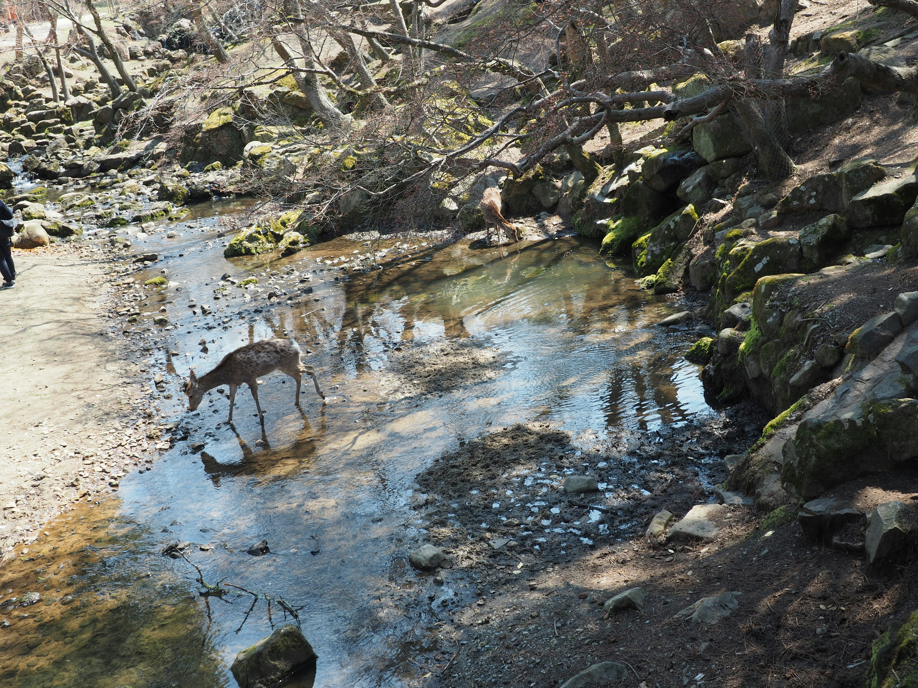 Un cervo che beve acqua da un ruscello circondato da rocce e alberi