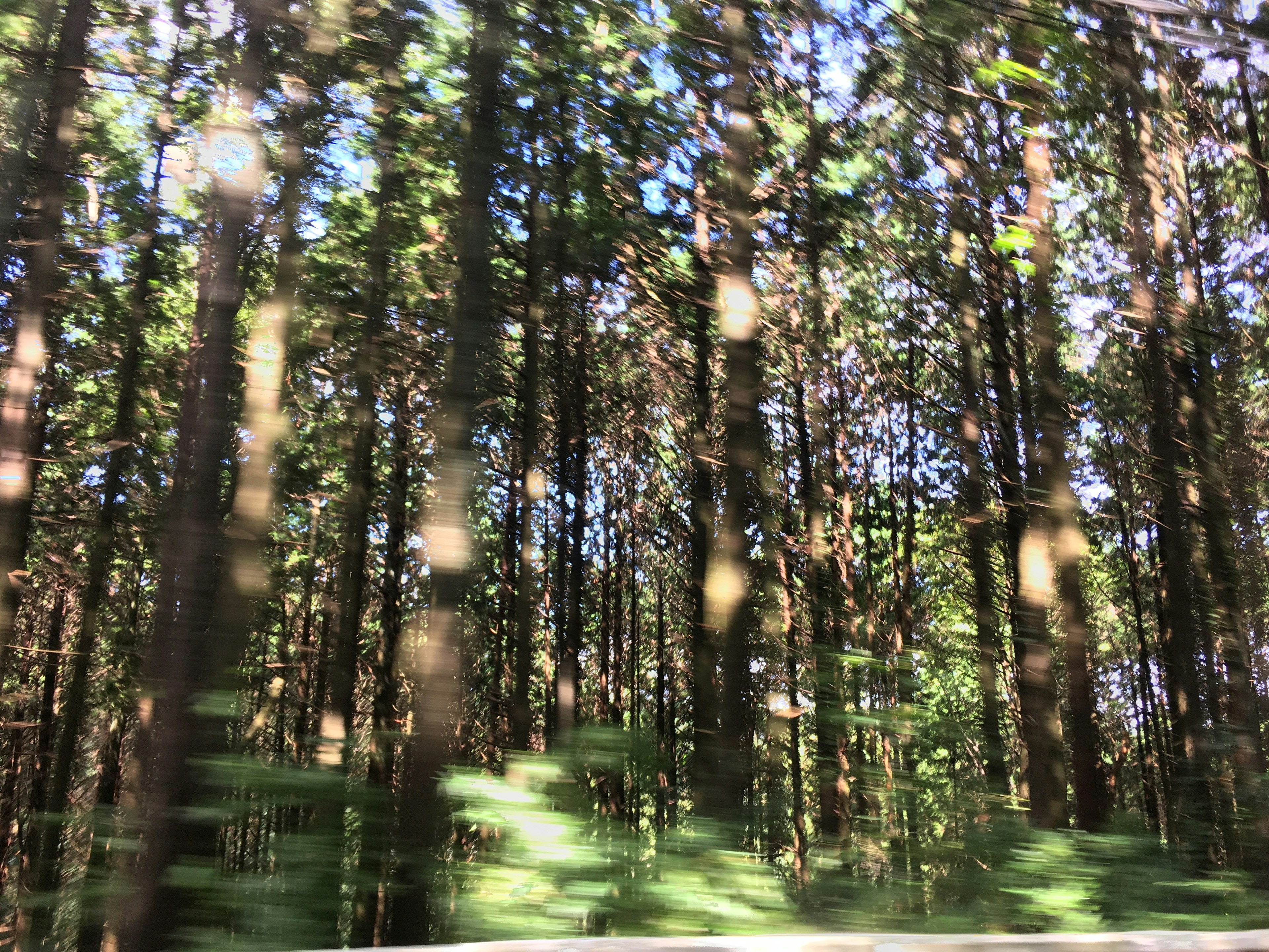 Árboles verdes exuberantes en un paisaje forestal vibrante