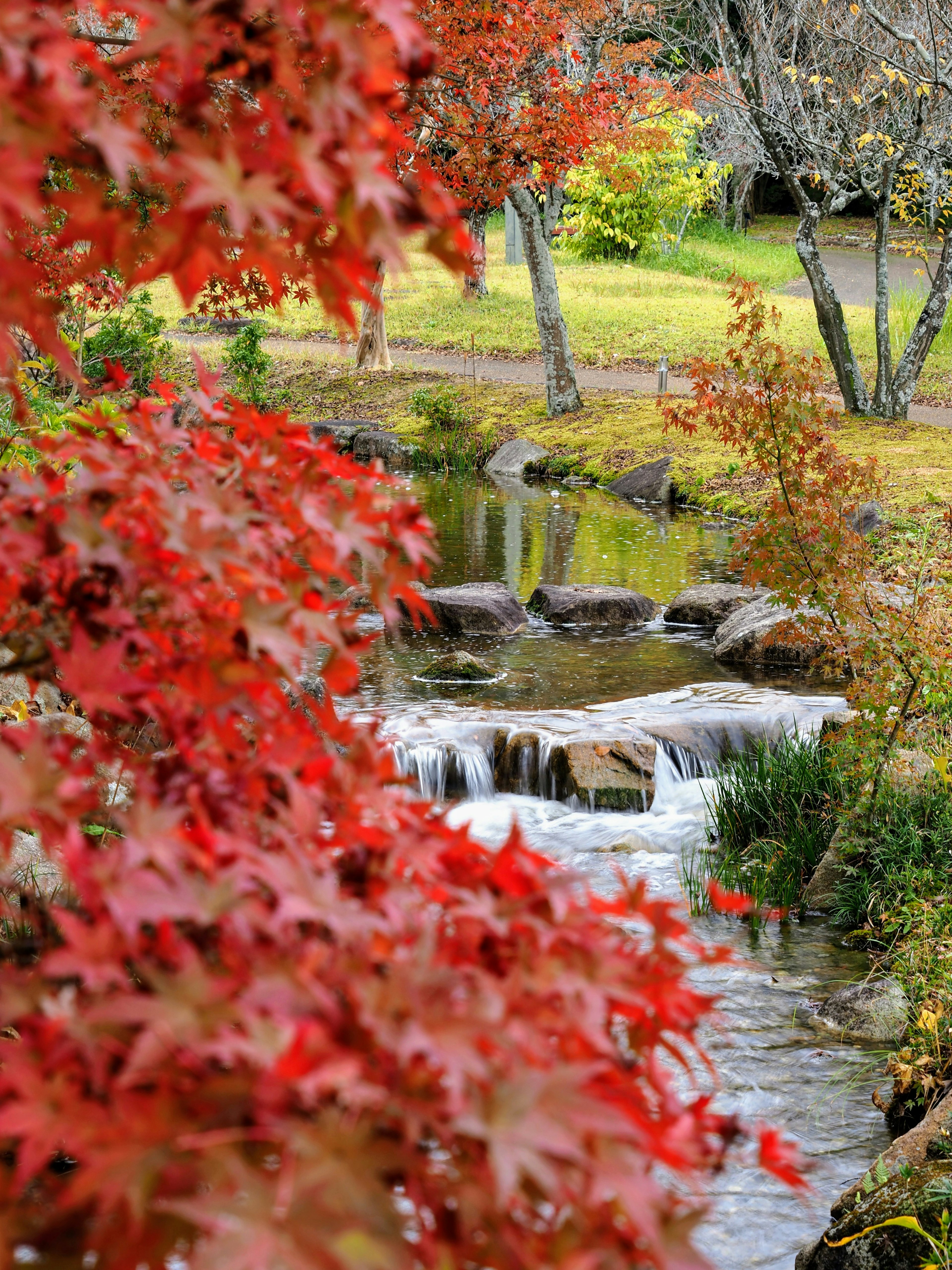 Vue pittoresque d'un ruisseau entouré de feuilles rouges vives et d'herbe verte