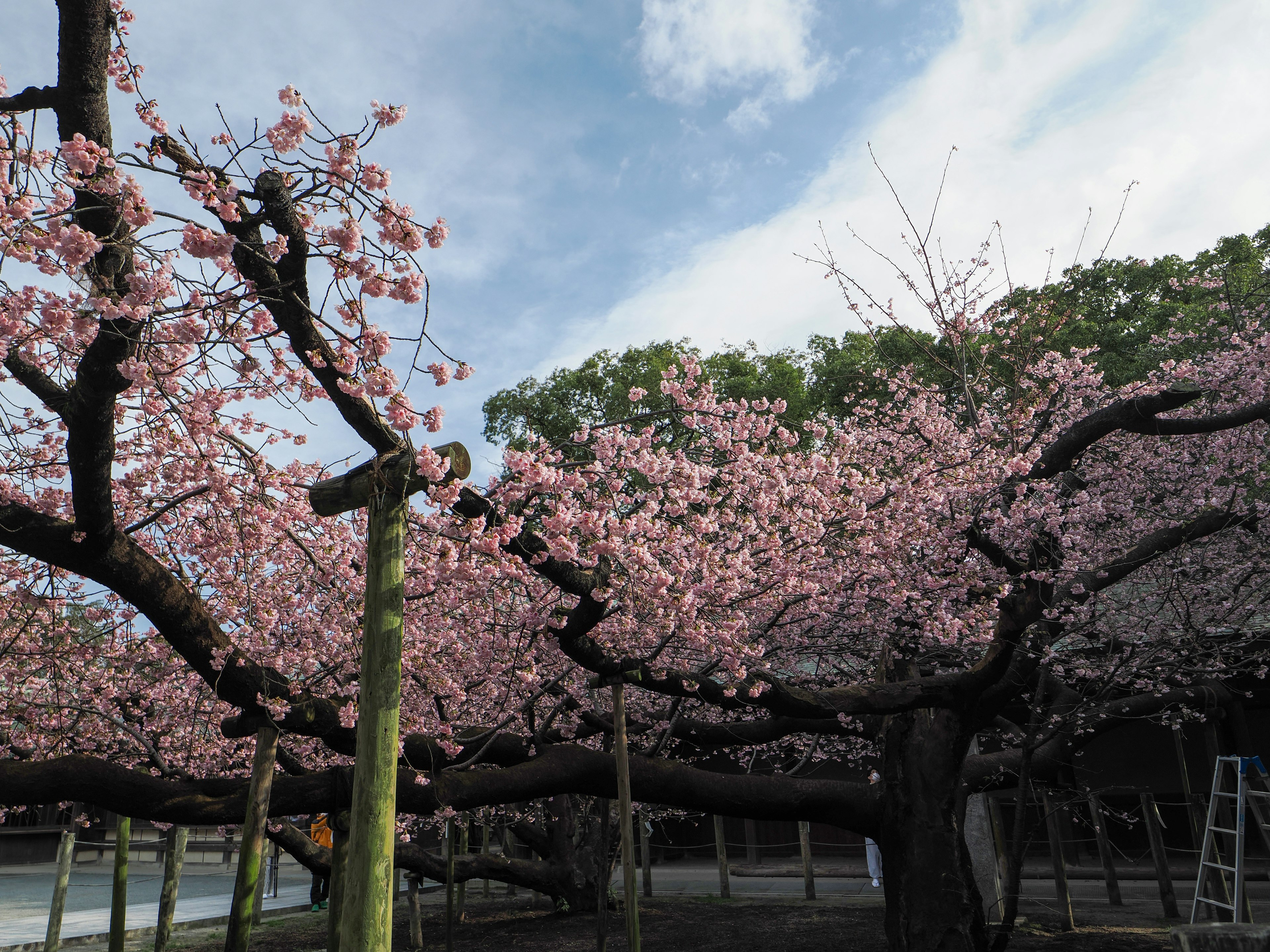 Malerscher Blick auf blühende Kirschbäume mit lebhaften rosa Blumen und blauem Himmel