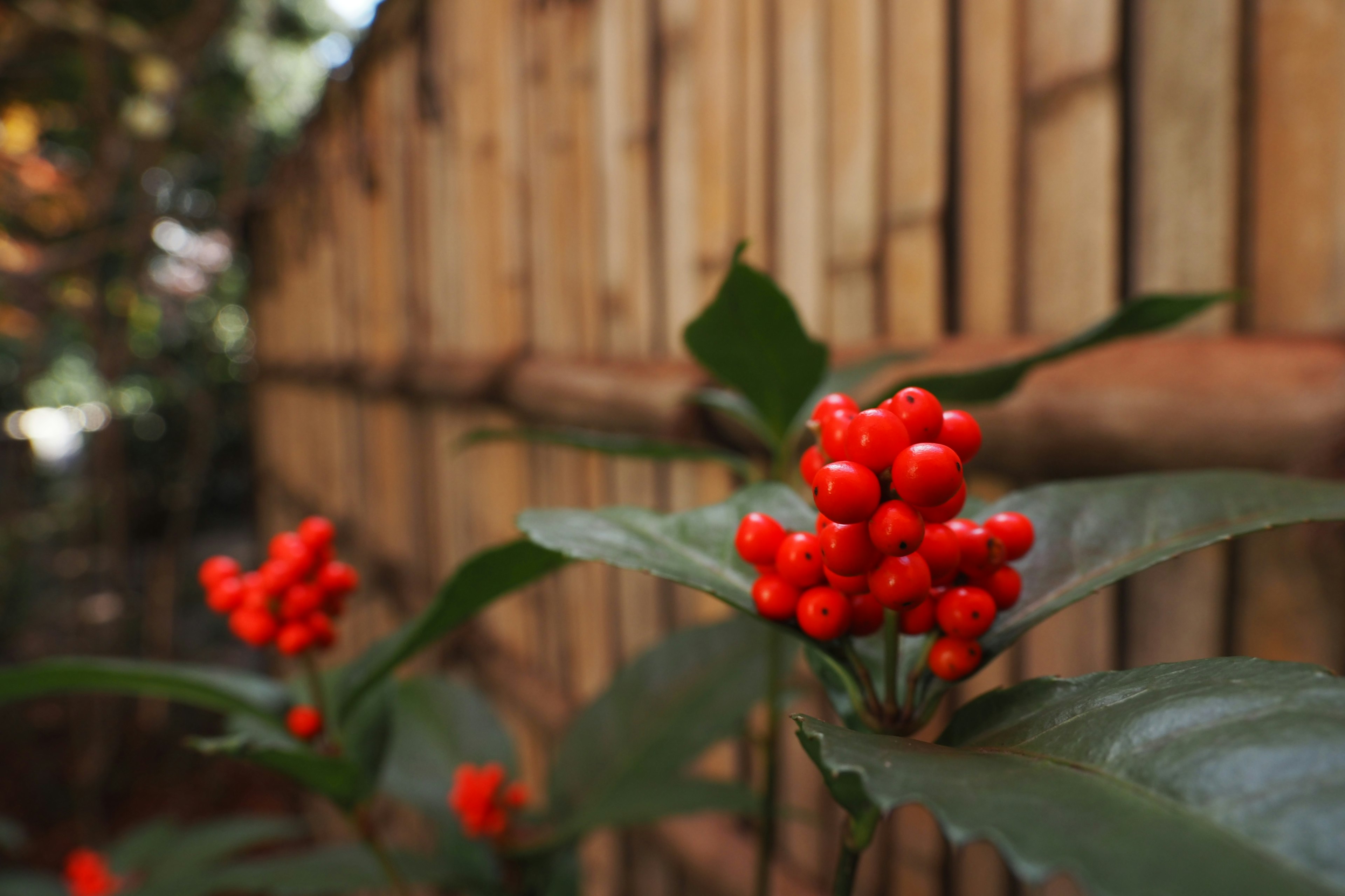 Plant with red berries and bamboo fence