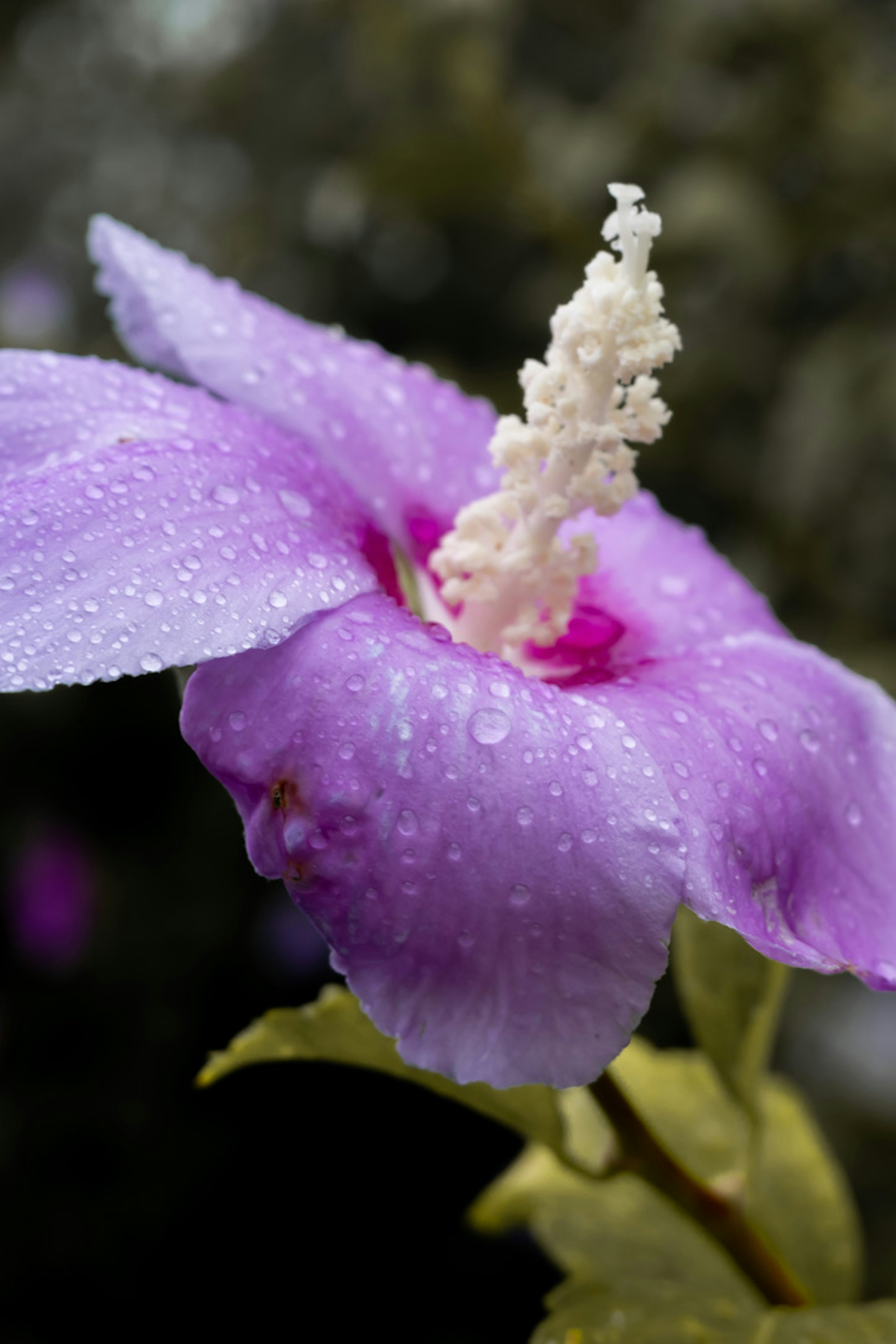 水滴がついた紫色のハイビスカスの花のクローズアップ