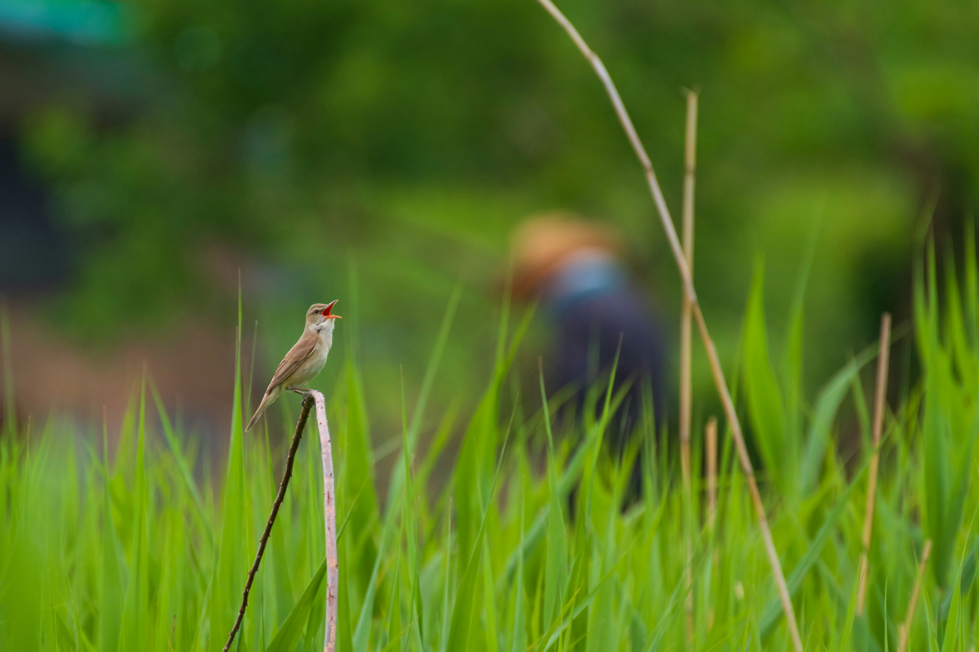 緑の草の中にいる小さな鳥と背景の人