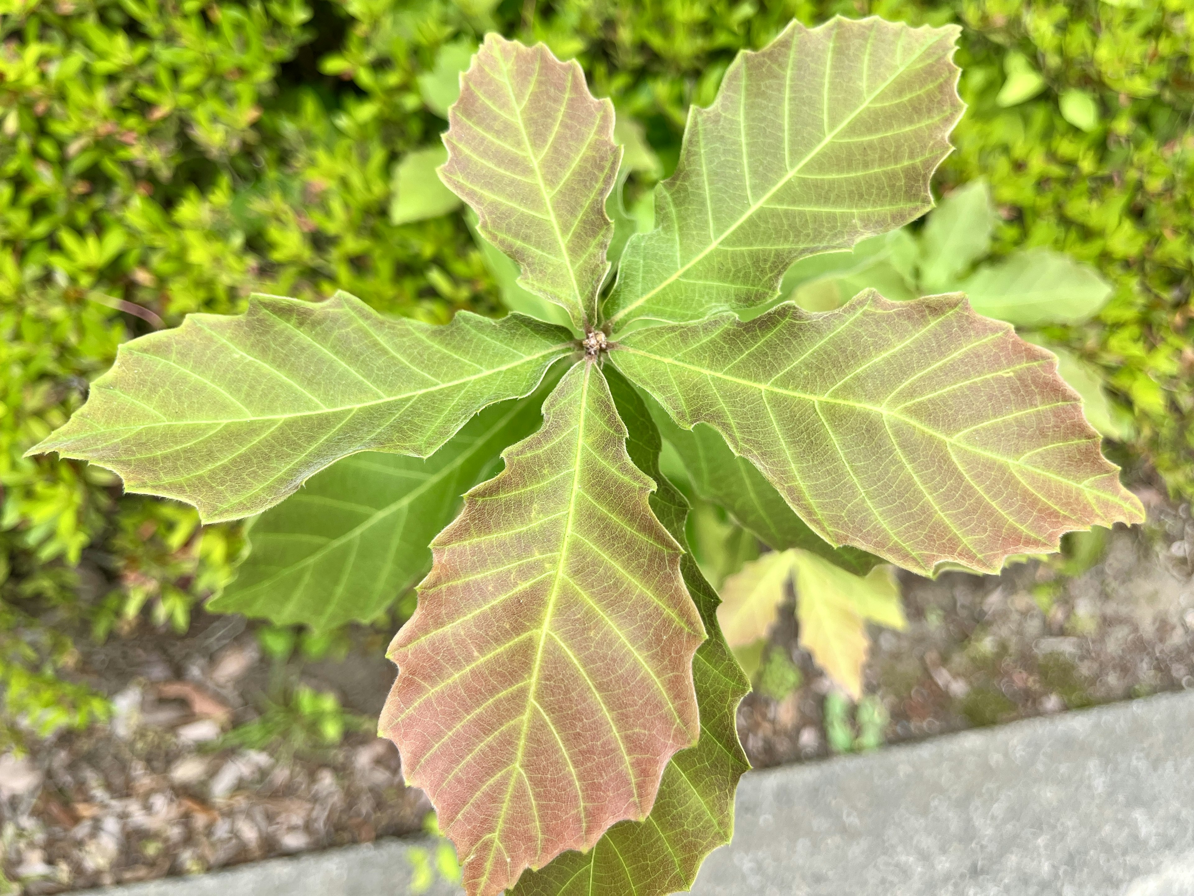 Top view of a plant with vibrant green leaves