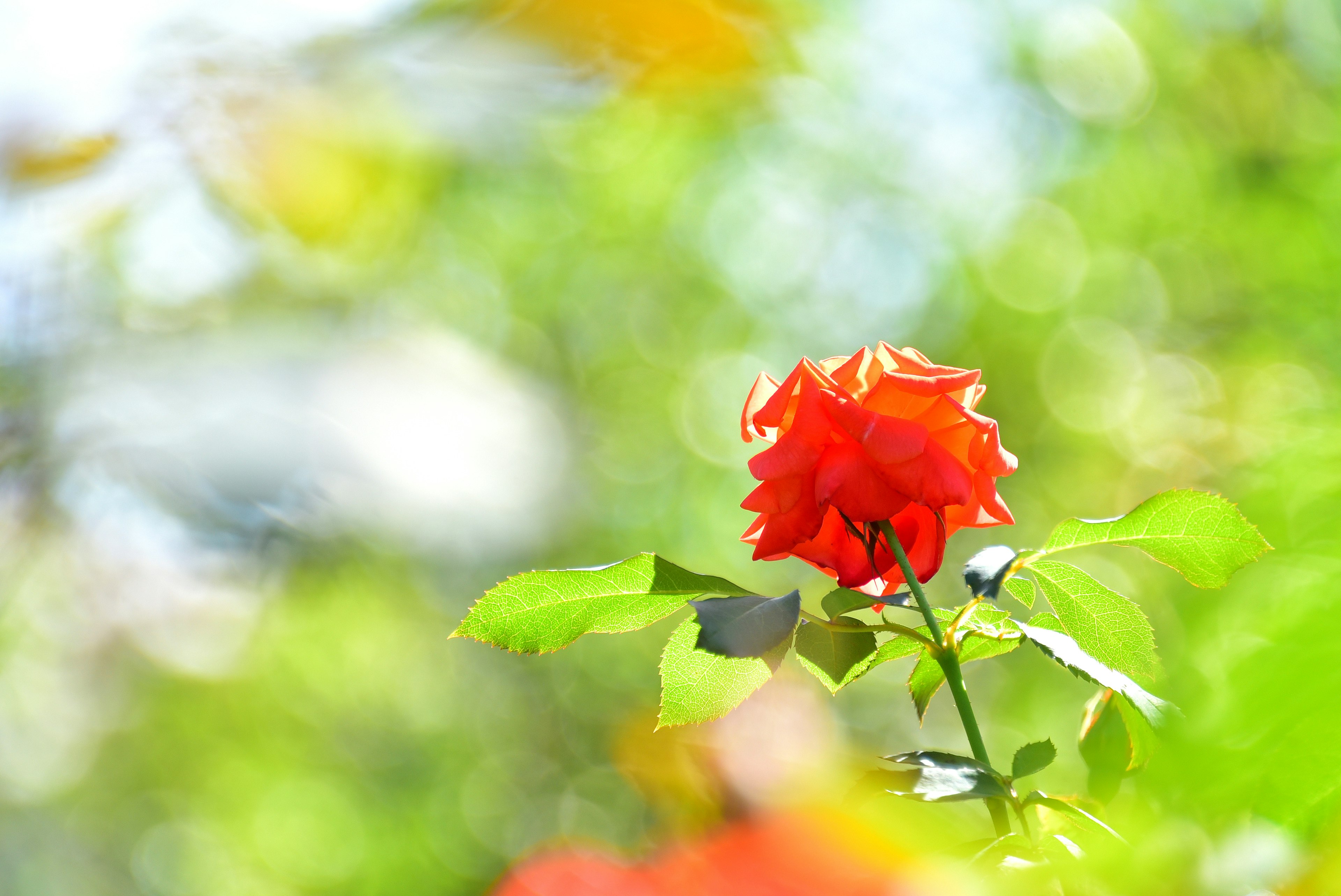 Eine lebendige rote Rose vor grünem Hintergrund