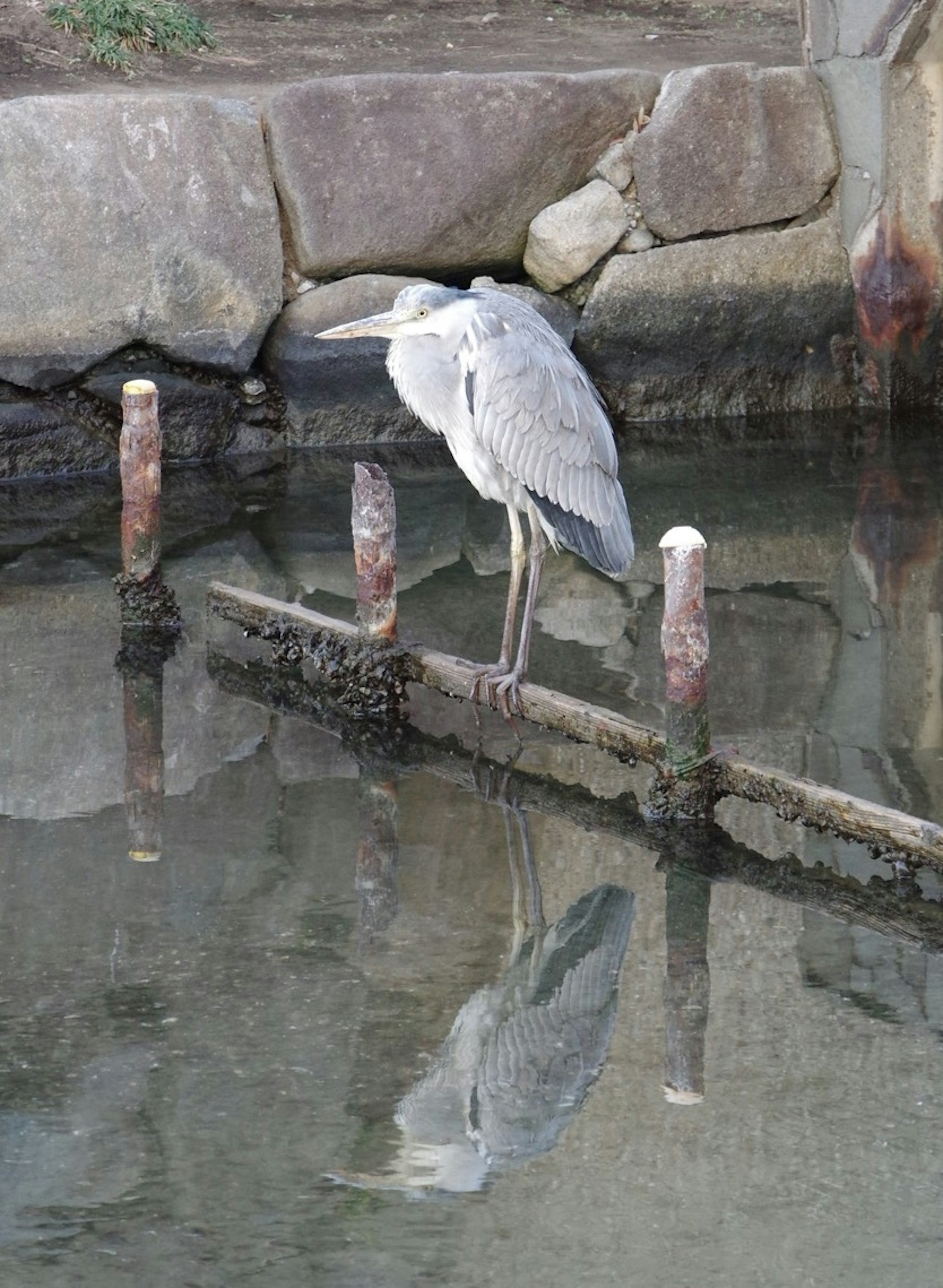 Airone grigio in piedi vicino all'acqua con il suo riflesso