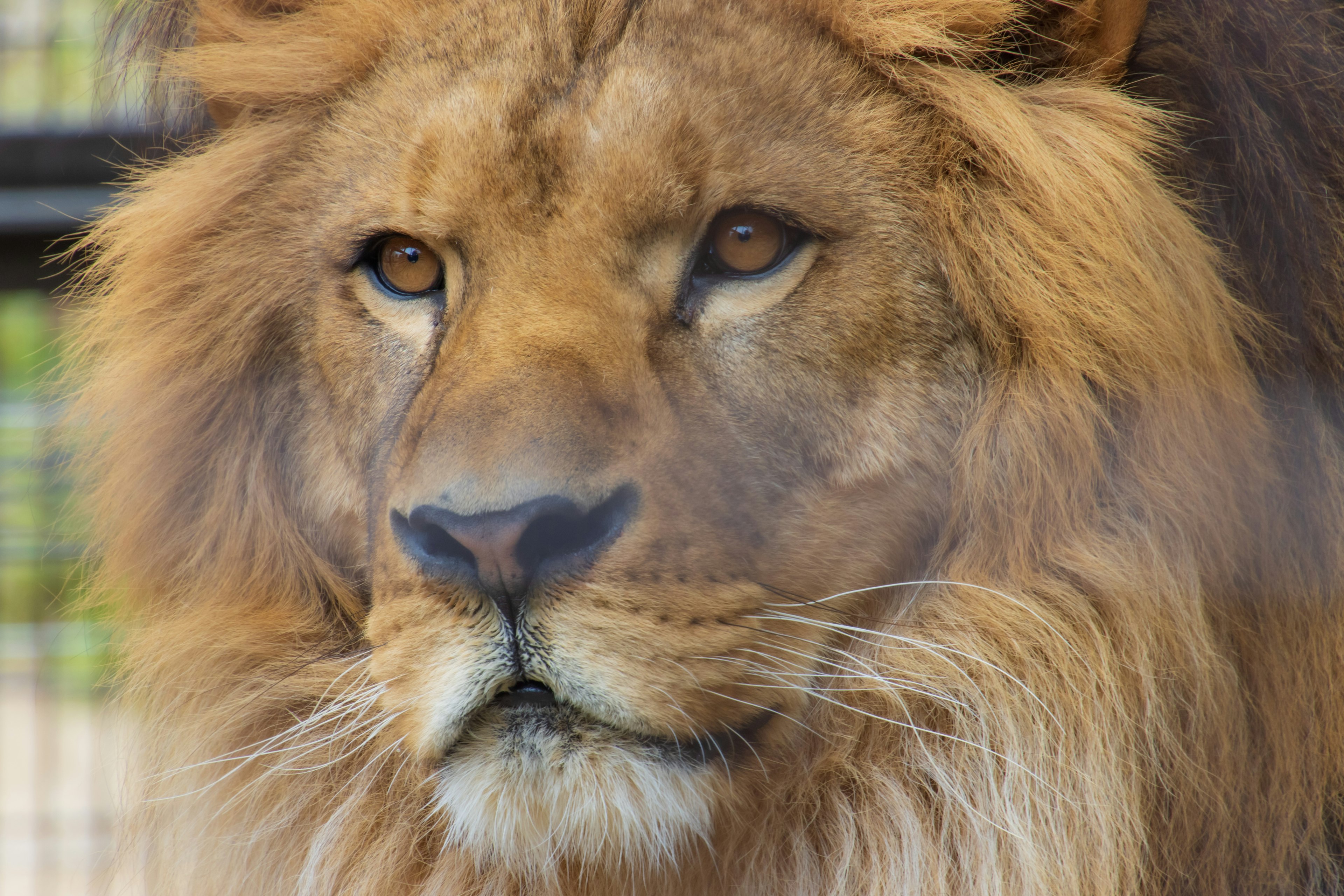 Close-up of a lion's face showcasing its majestic mane and bright eyes