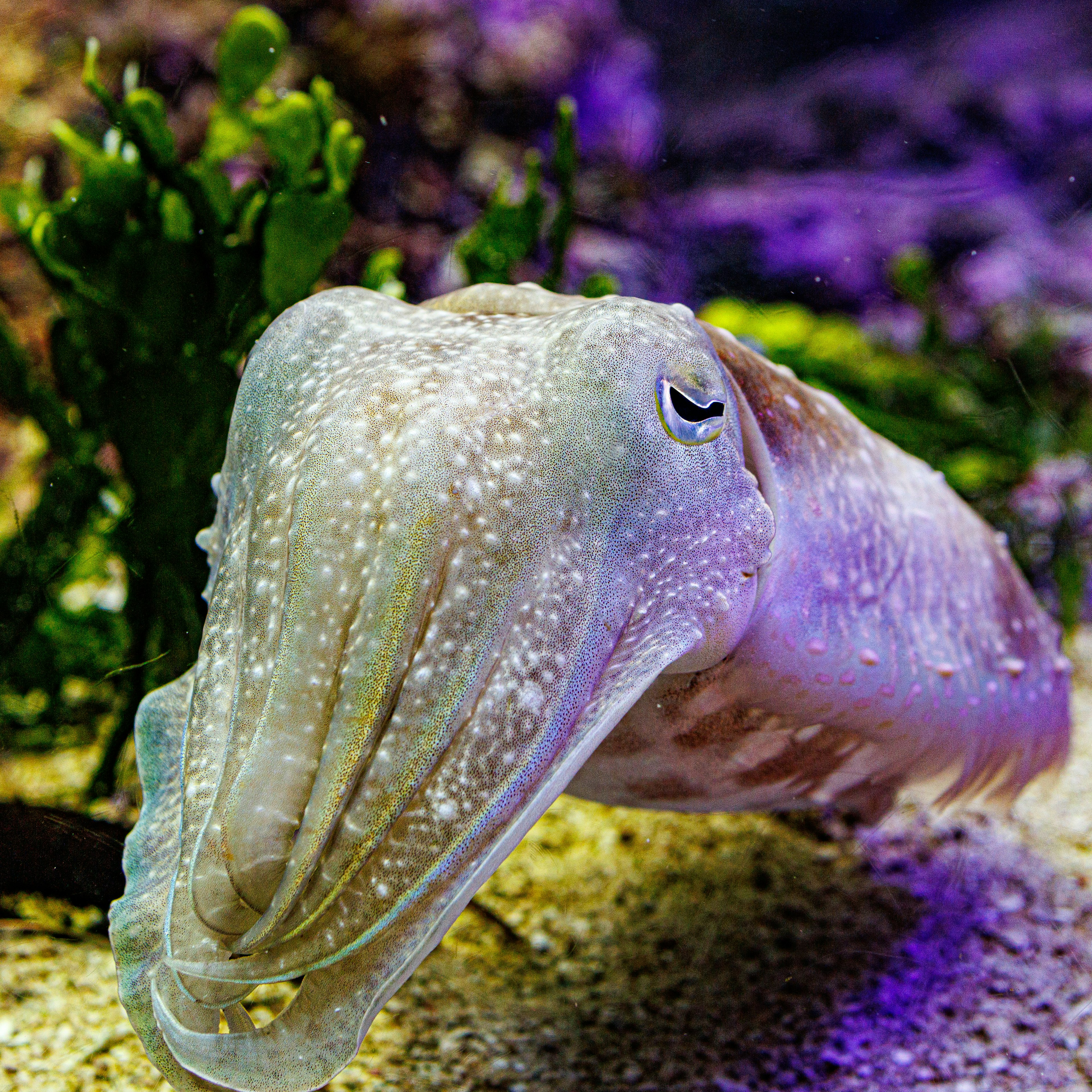 A cuttlefish displaying a unique expression underwater