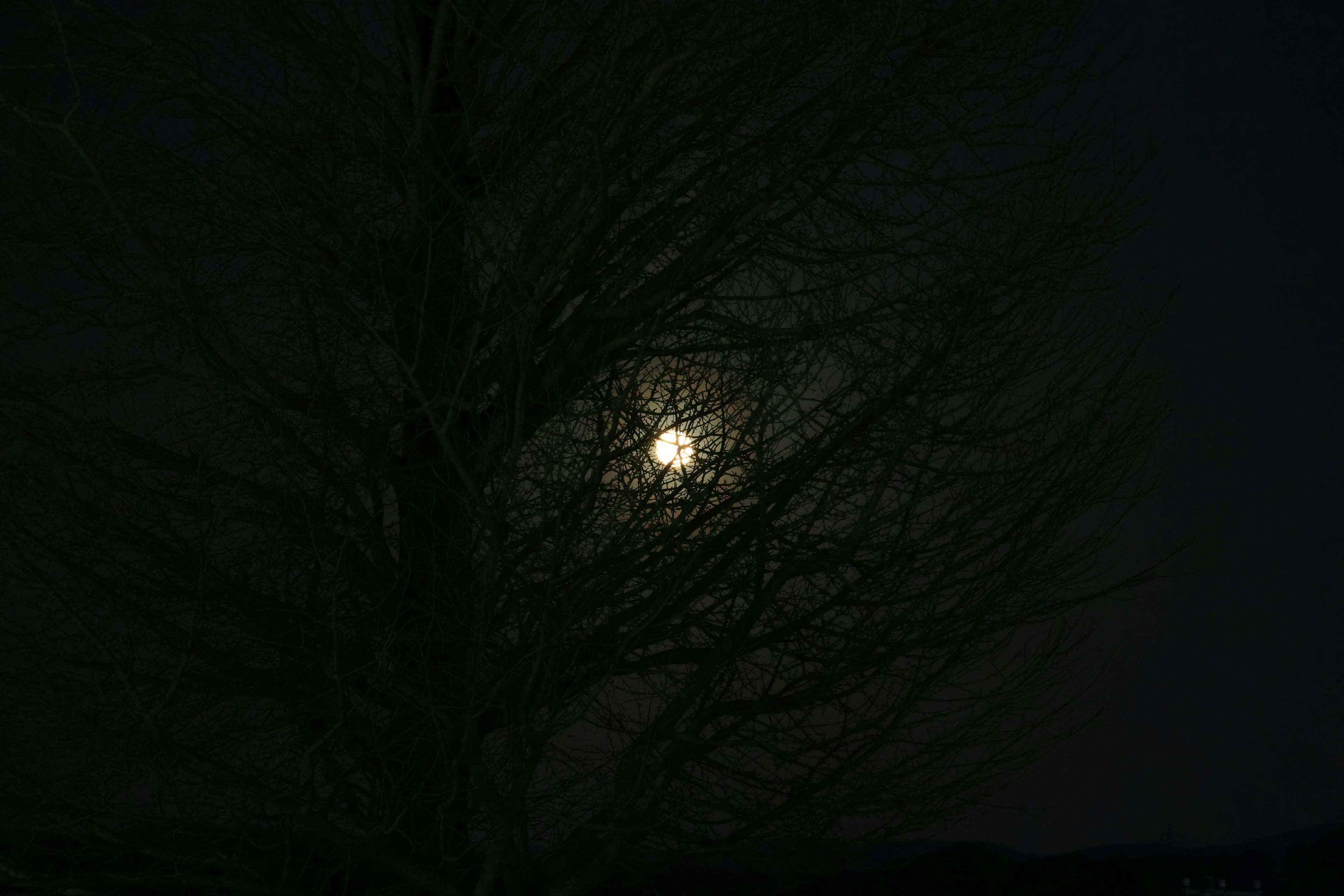 Moon shining through tree branches in a dark night sky