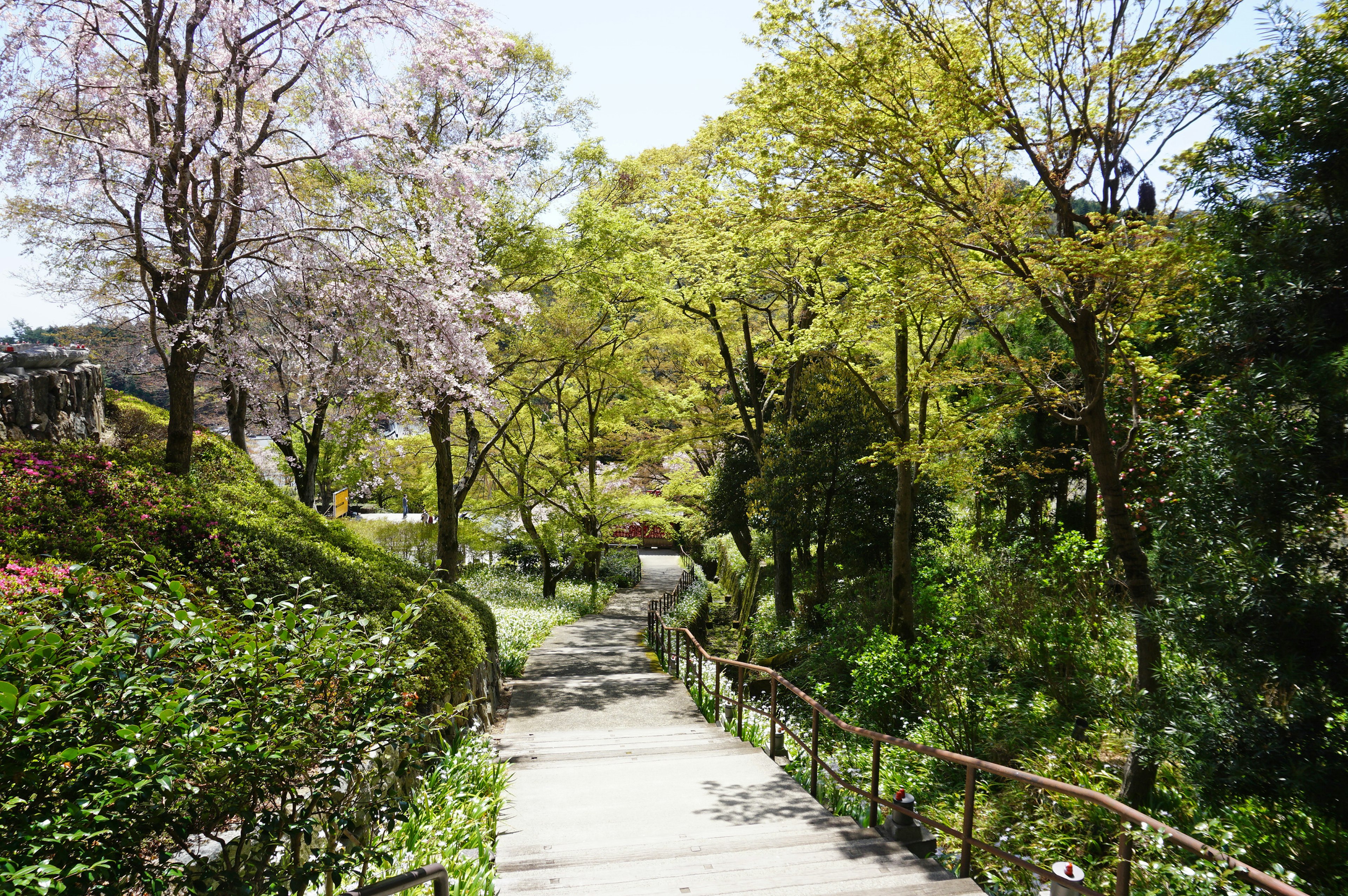 Jalur taman yang subur dengan pohon sakura dan dedaunan hijau yang cerah