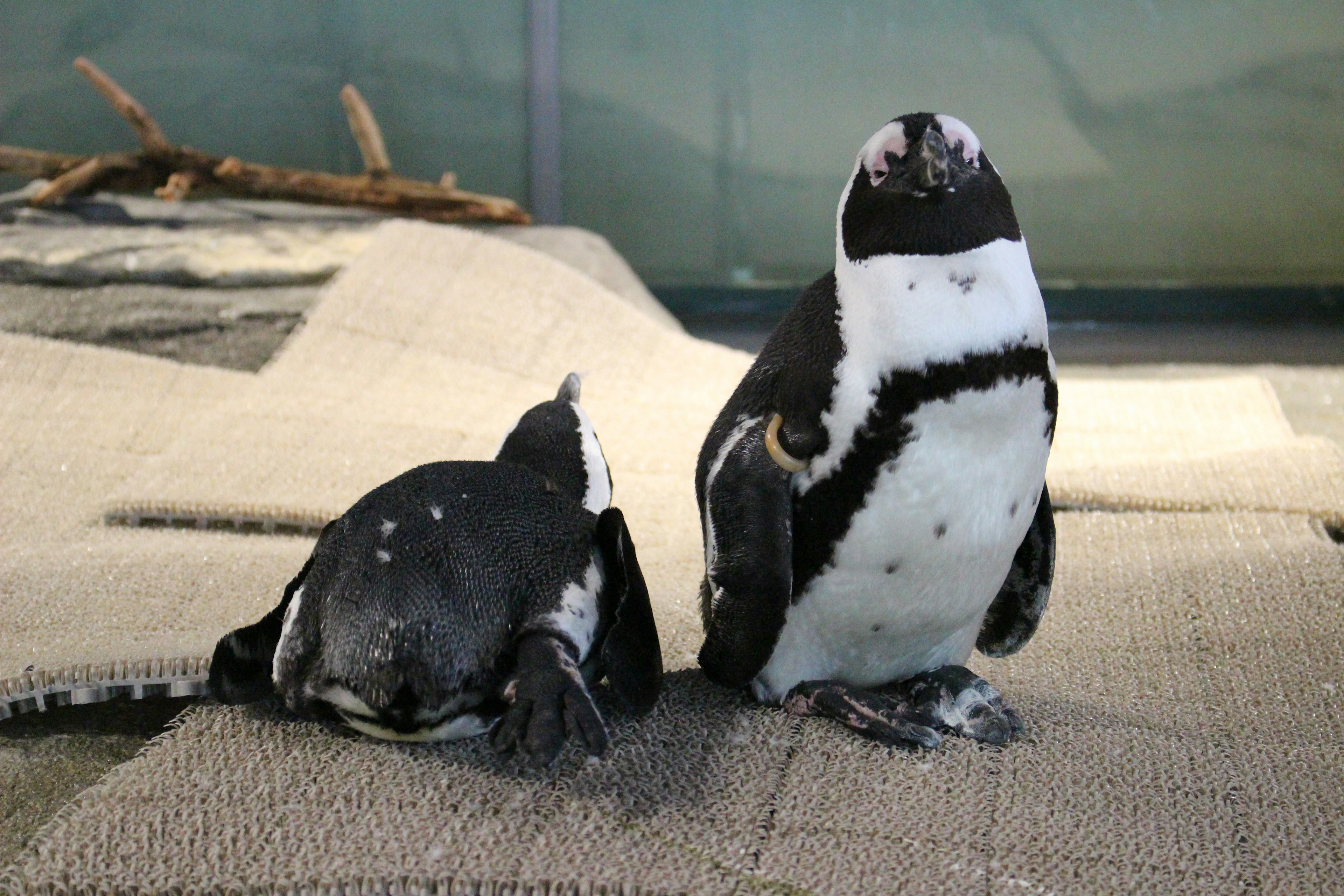 Two African penguins standing on the floor of an aquarium