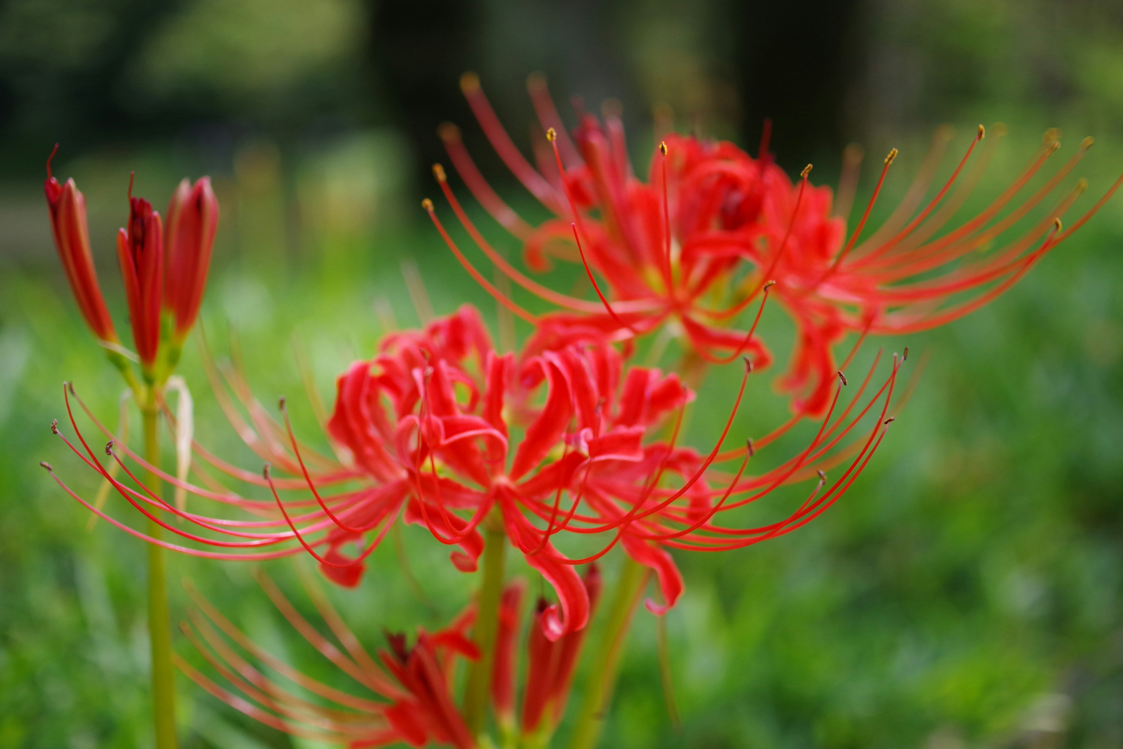 鮮やかな赤い彼岸花の花が緑の背景に咲いている