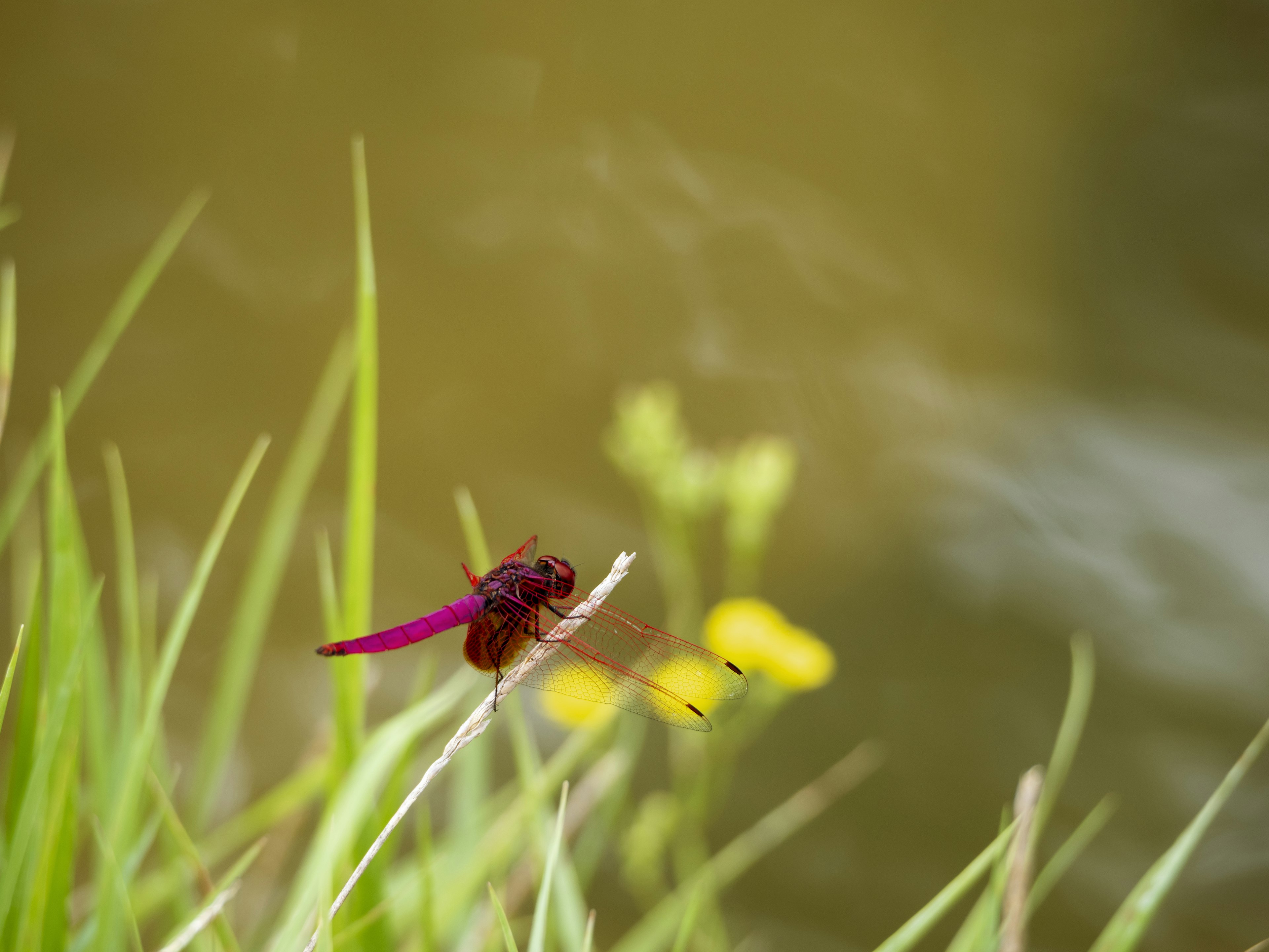 A purple and red dragonfly perched on grass by the water with yellow flowers in the background