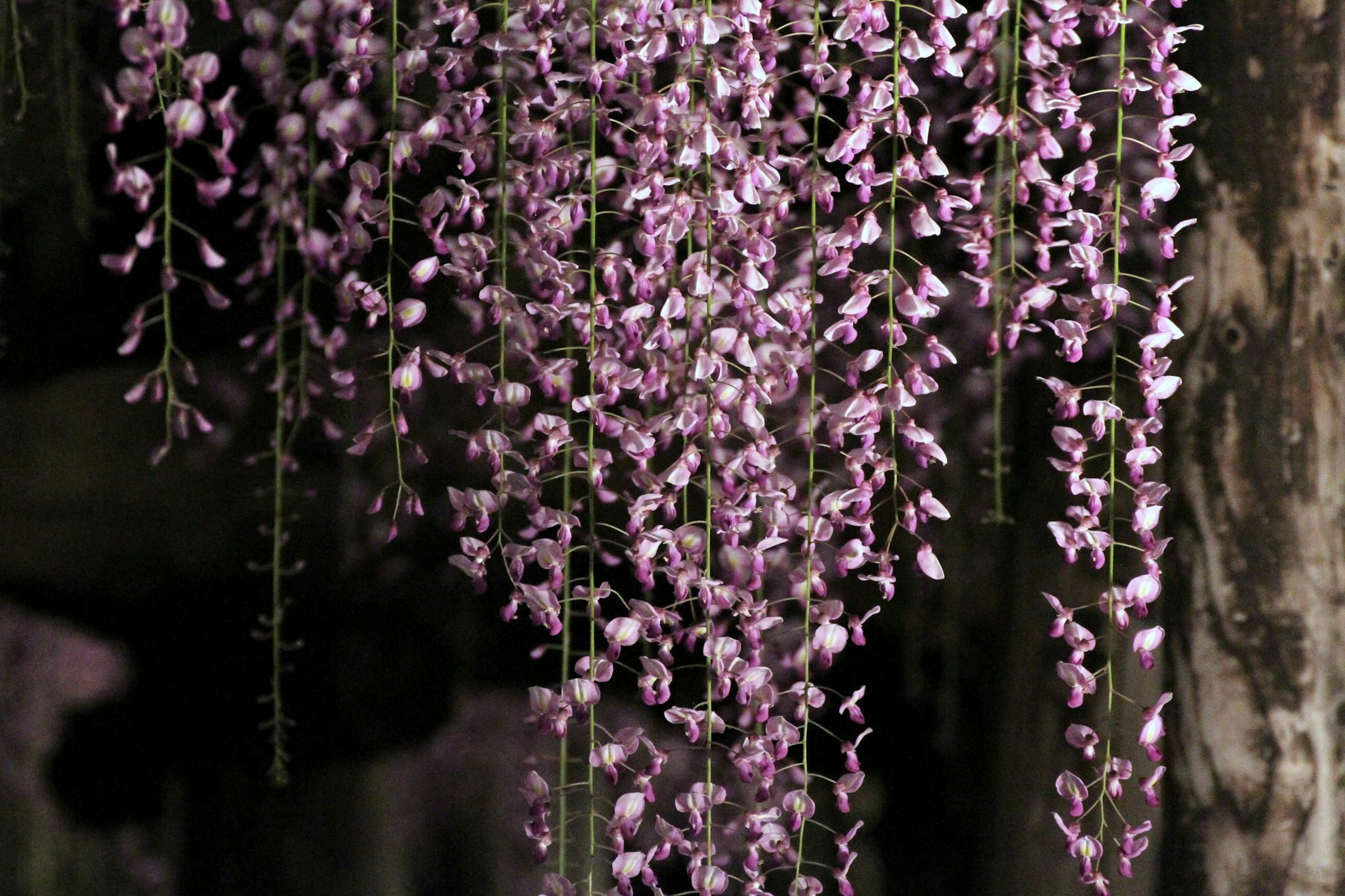 Beautiful scene of cascading purple wisteria flowers