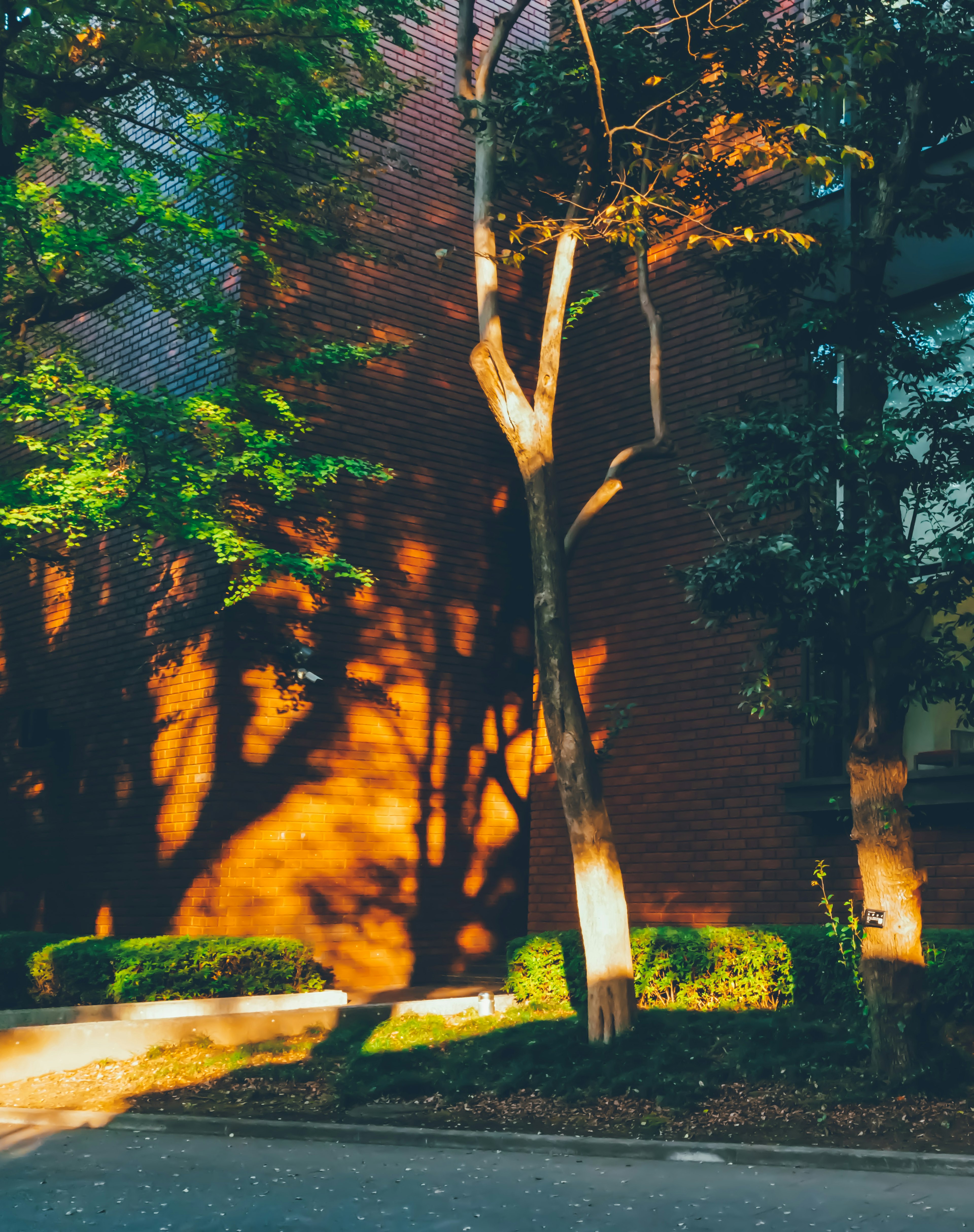 Shadows of trees against a red wall with vibrant green foliage