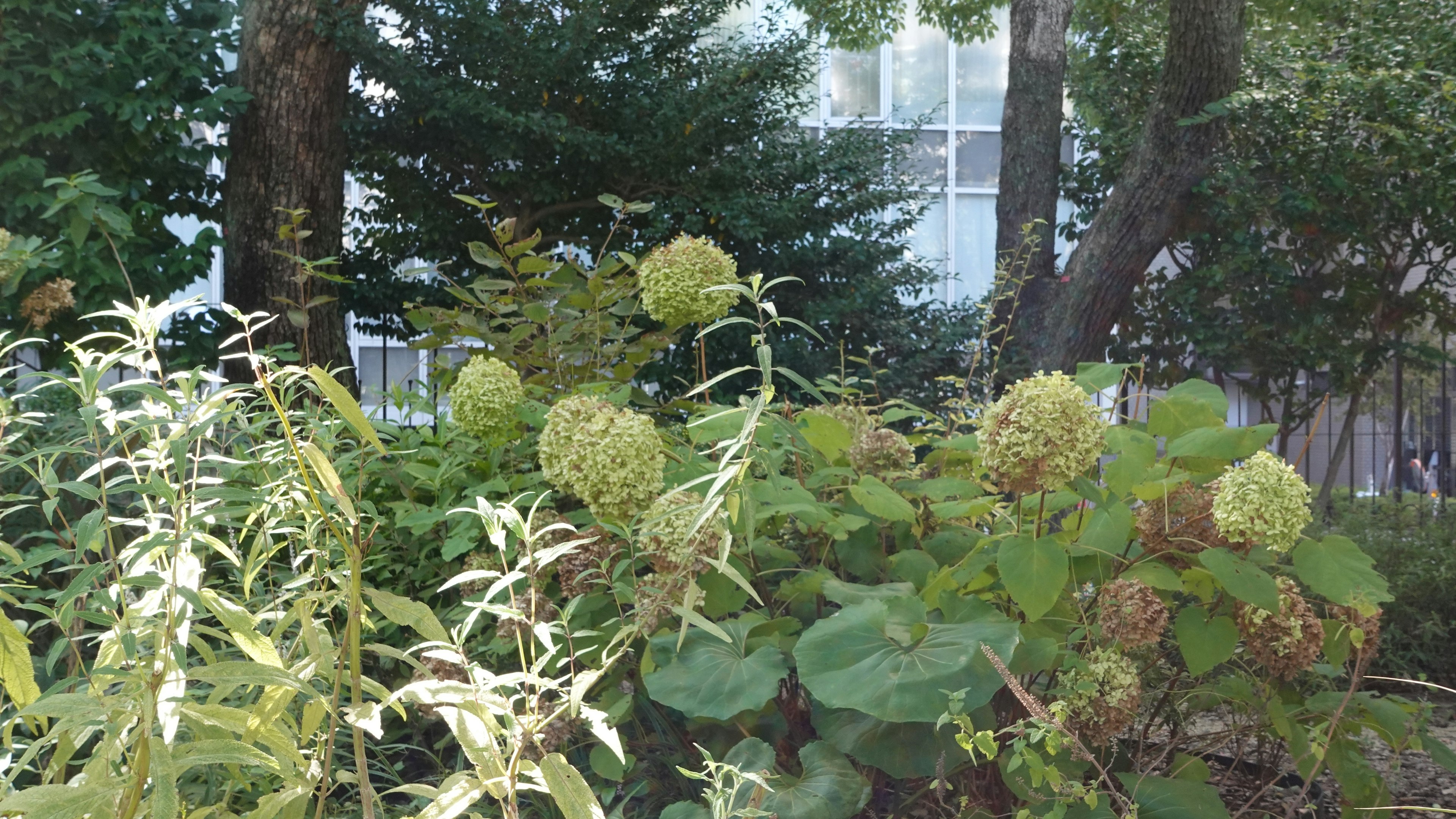 緑色の植物と球状の花がある庭の景色