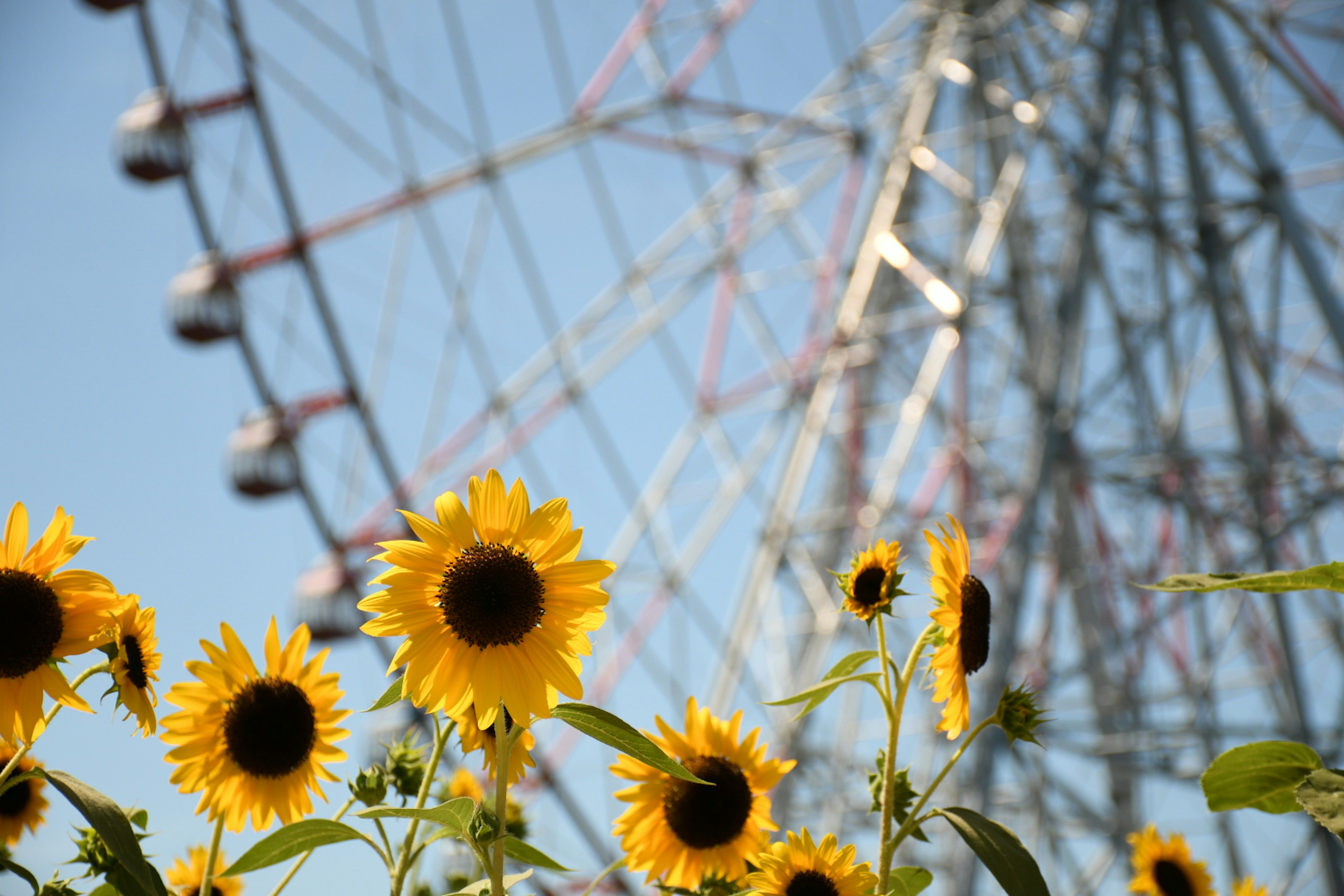 Girasoli di fronte a una ruota panoramica sotto un cielo blu con fiori vivaci