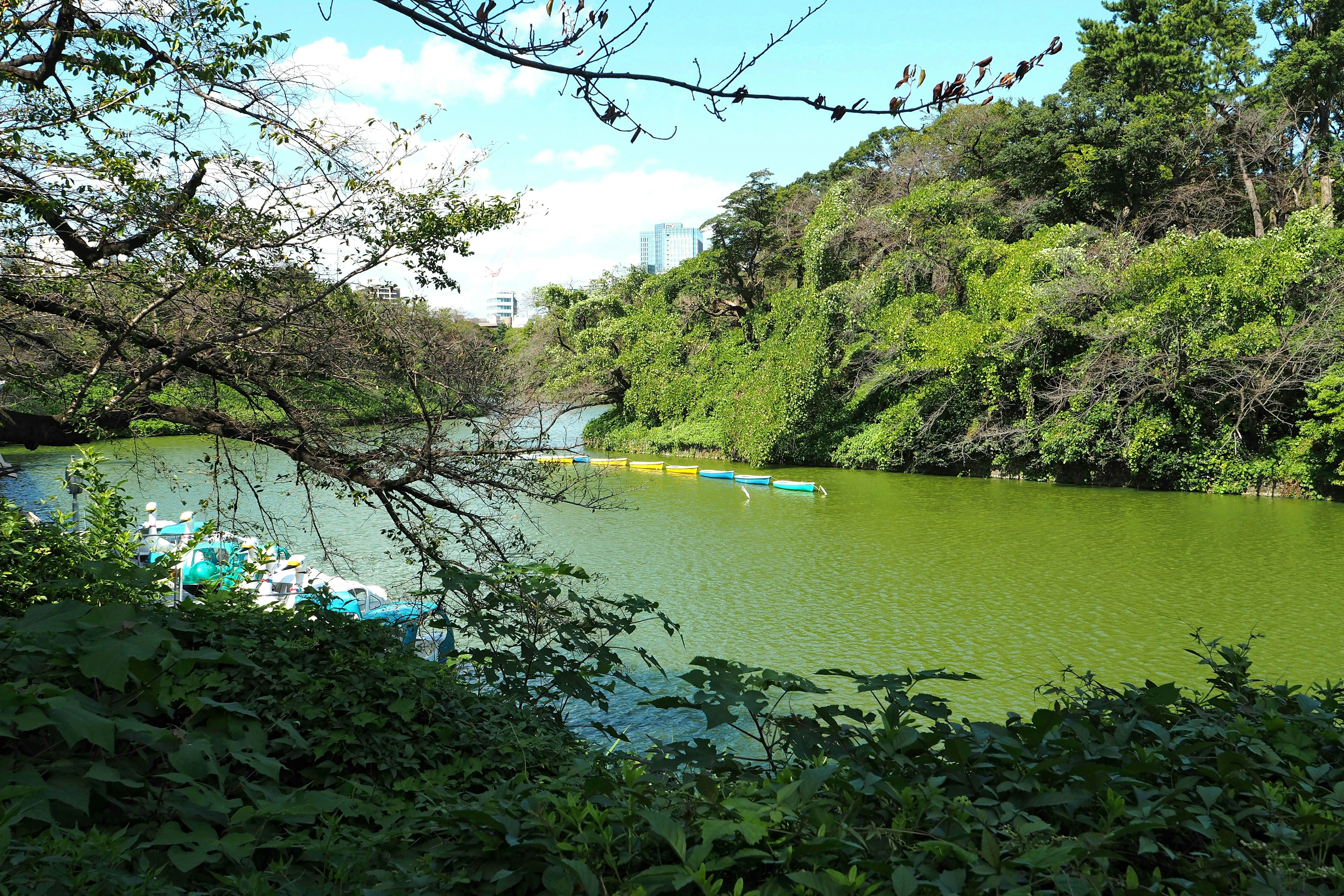 緑の湖と周囲の豊かな自然が広がる風景