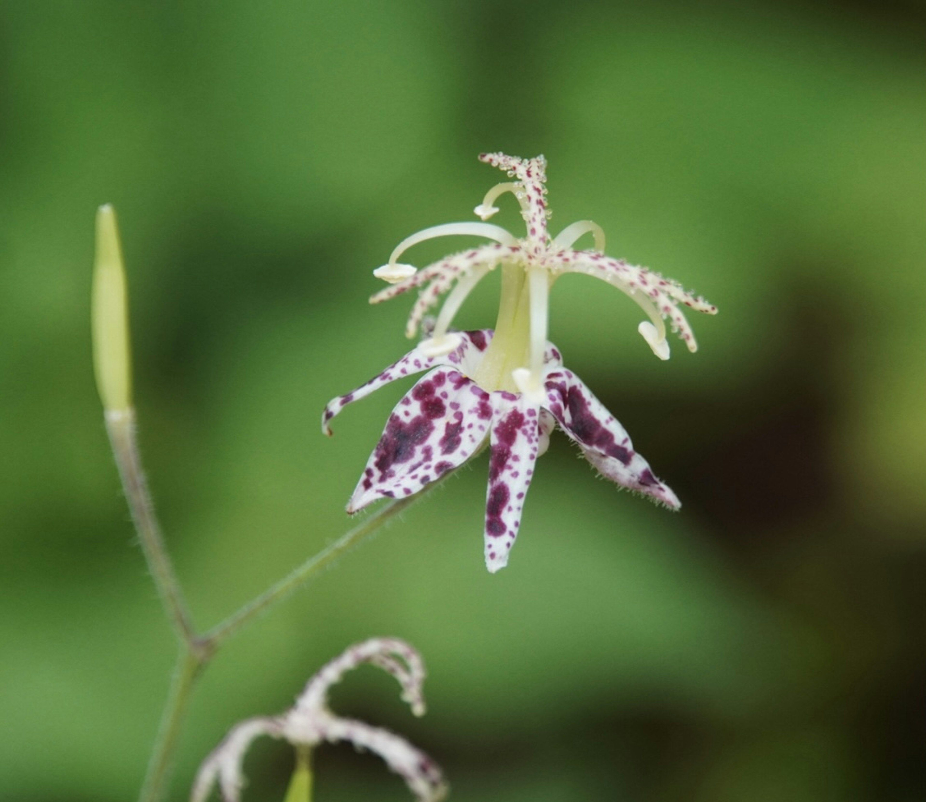 Unique purple and white spotted flower against a green background