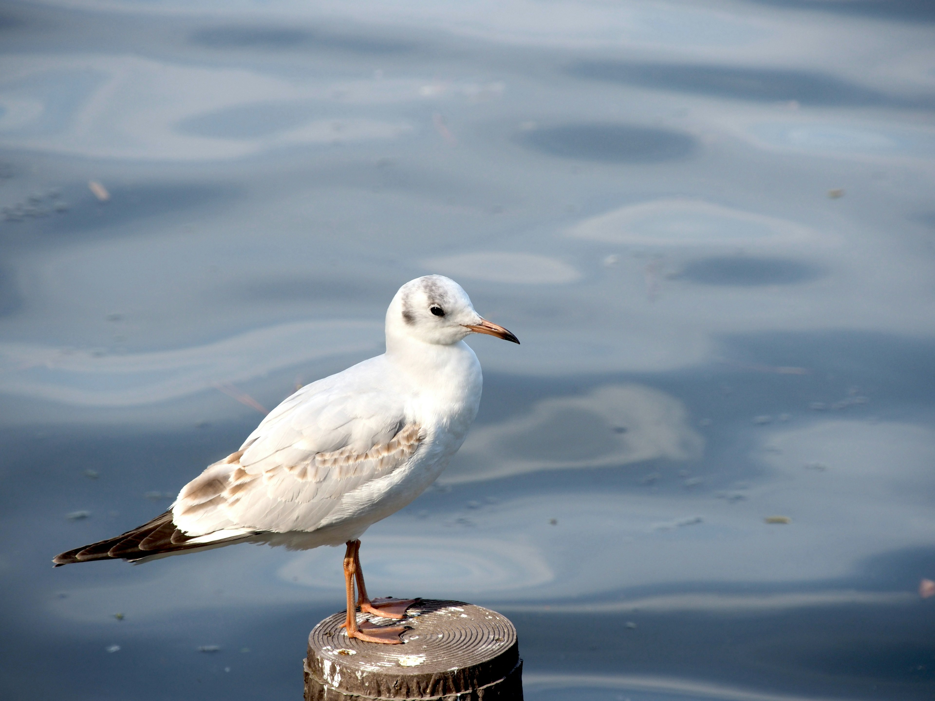 Eine junge weiße Möwe steht auf einem Pfosten am Wasser