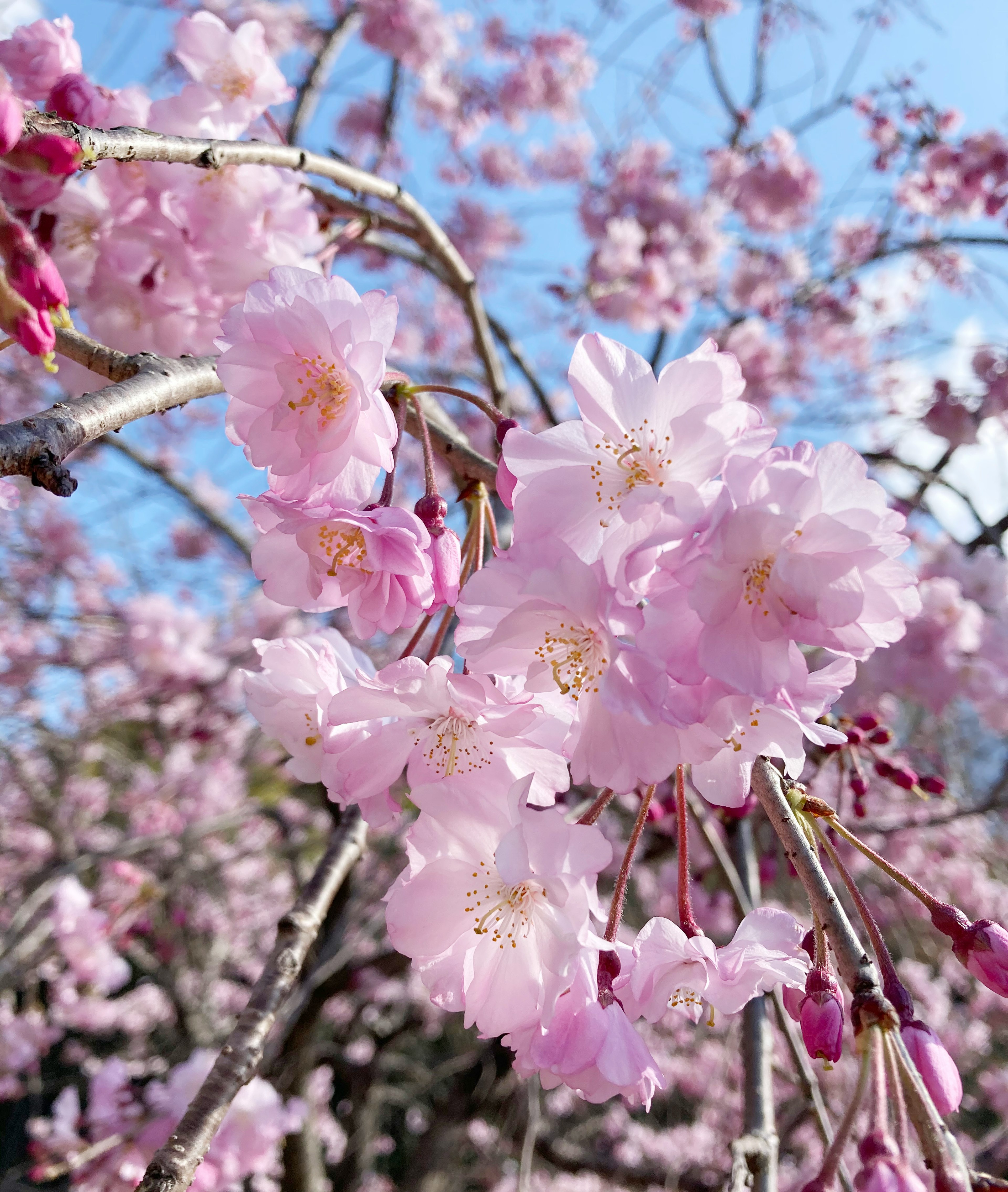 桜の花が咲いている枝のクローズアップ