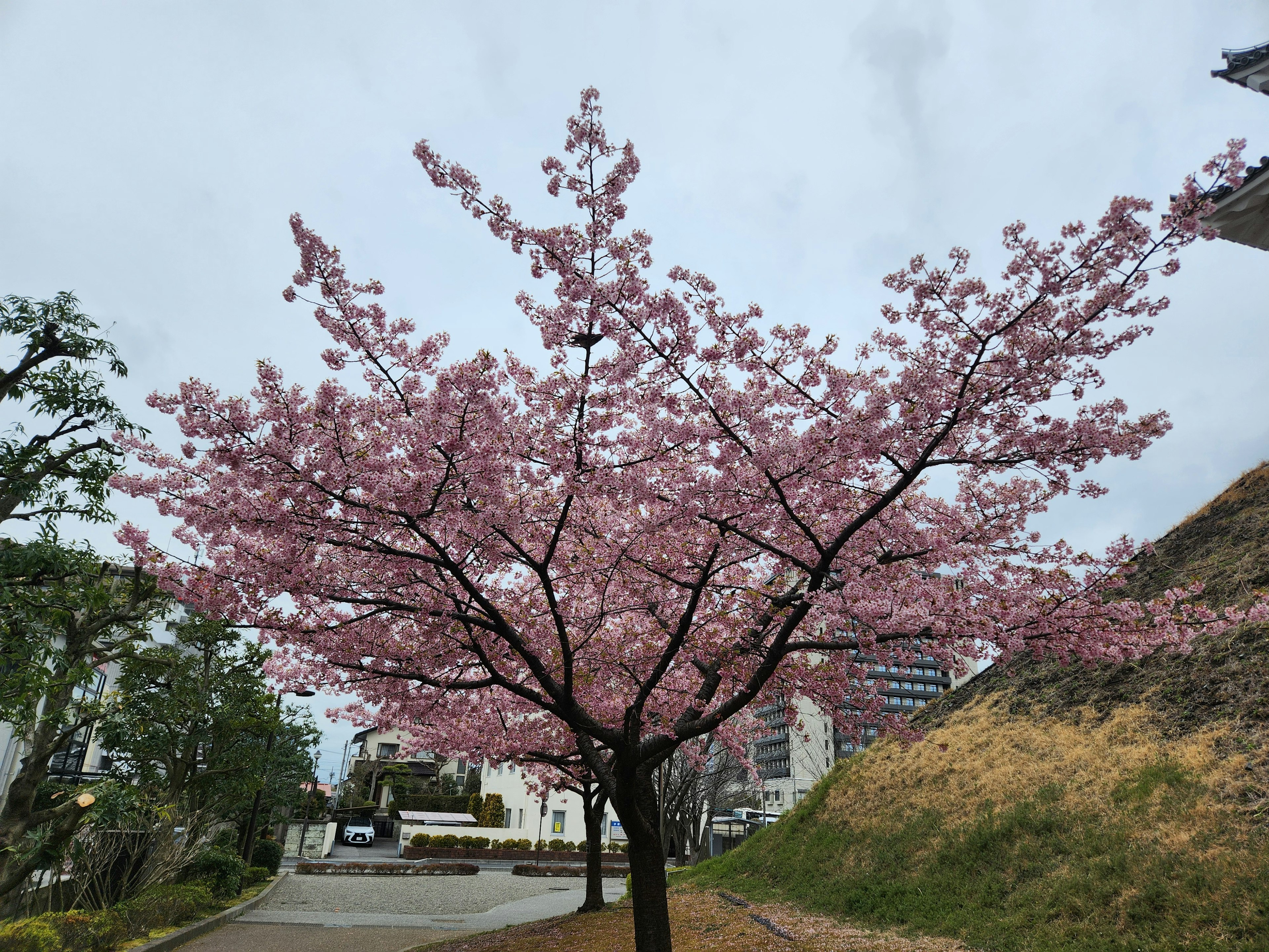 A cherry blossom tree in bloom with buildings in the background