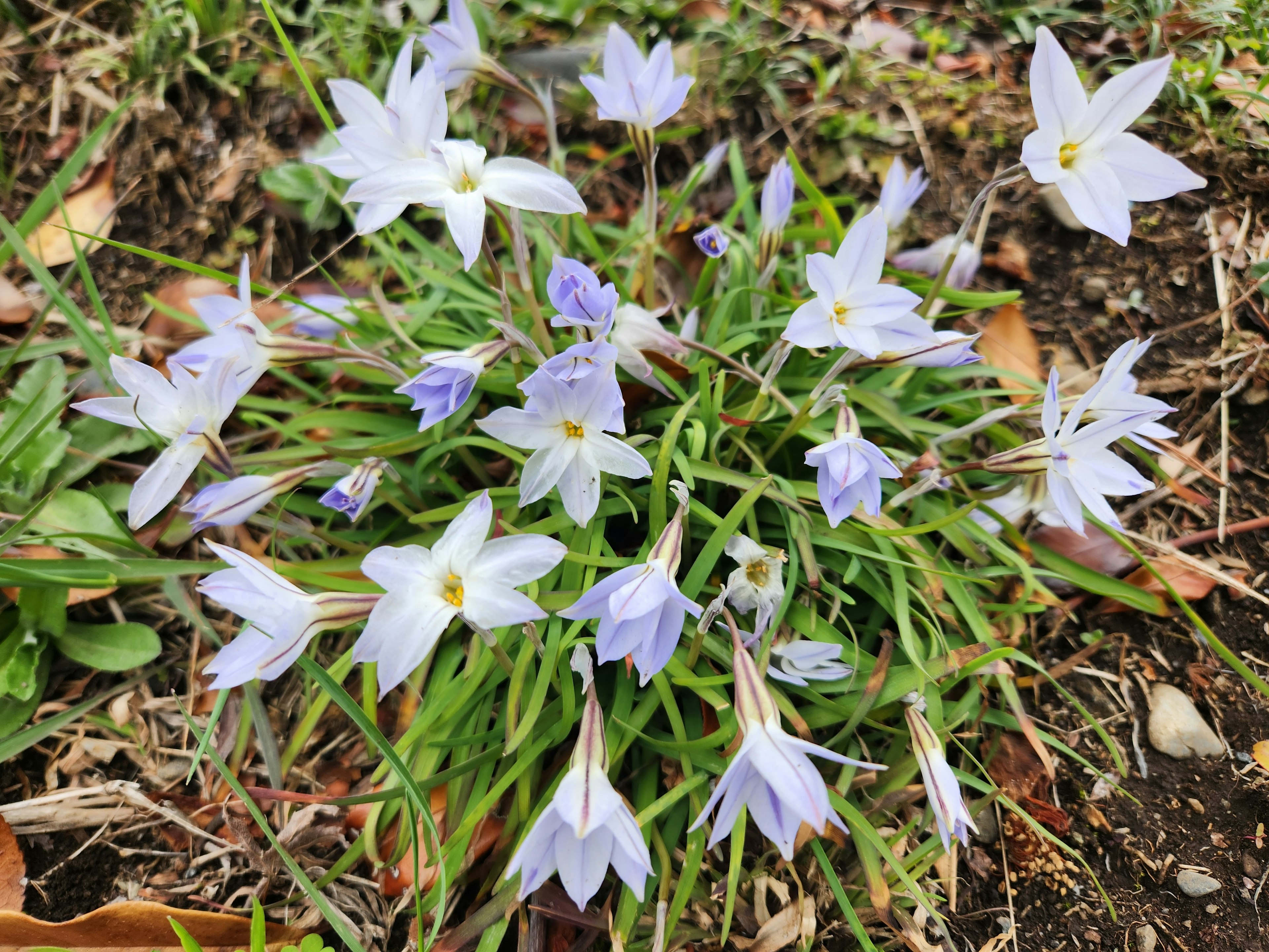 A cluster of light purple flowers growing on green grass