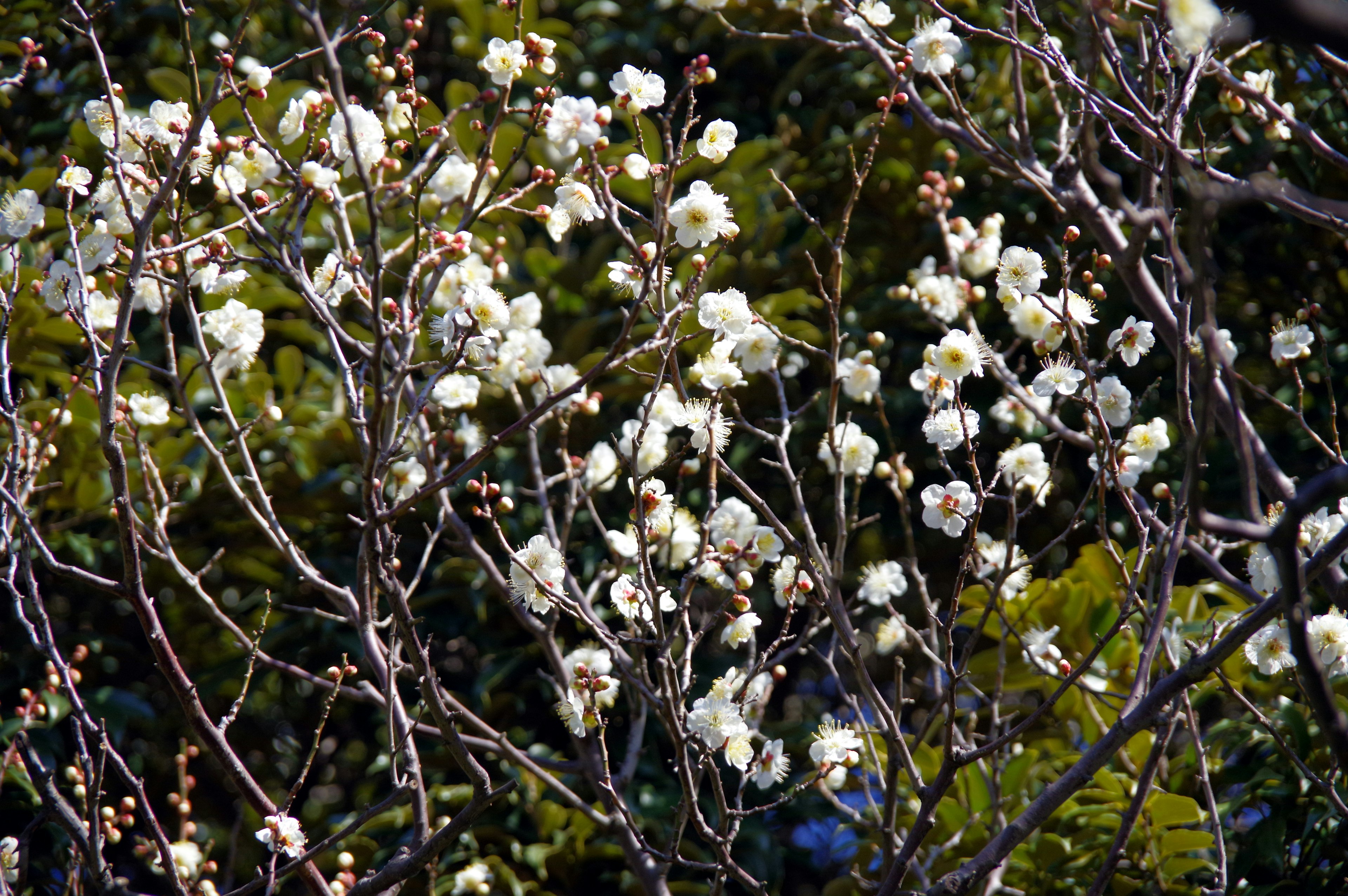 Äste mit blühenden weißen Blumen vor grünem Hintergrund