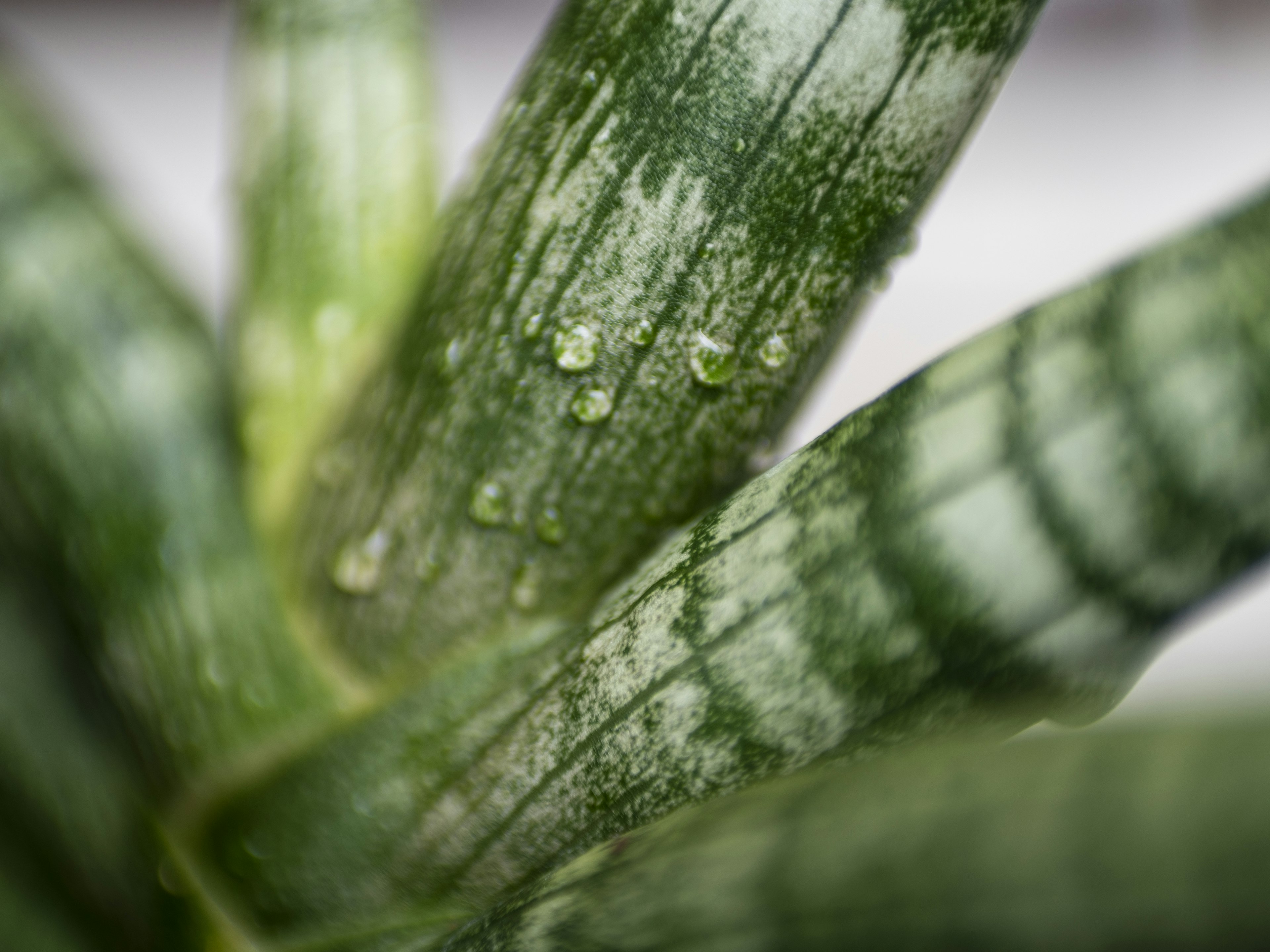 Close-up of green leaves with water droplets