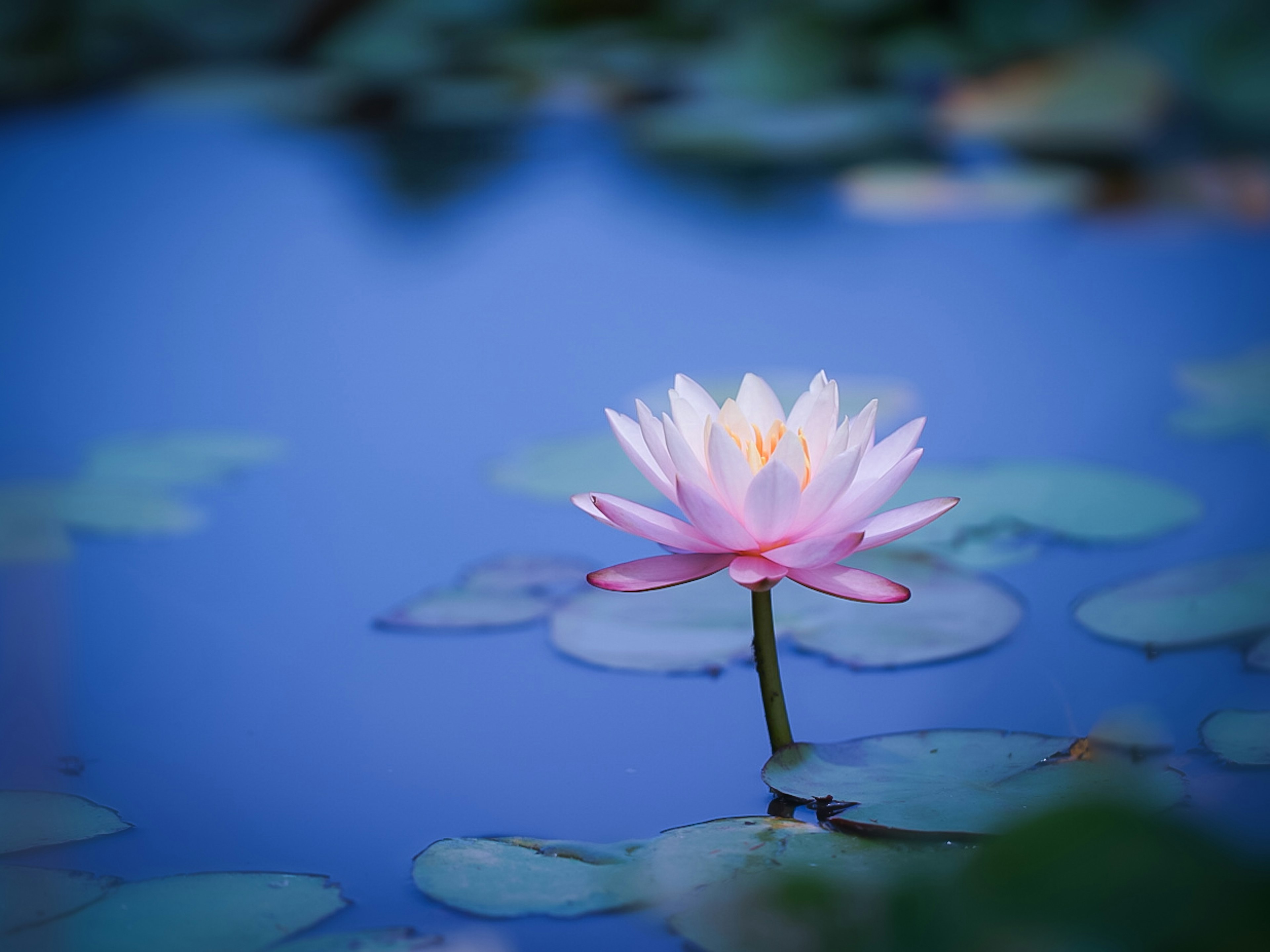 青い水面に浮かぶ美しい睡蓮の花