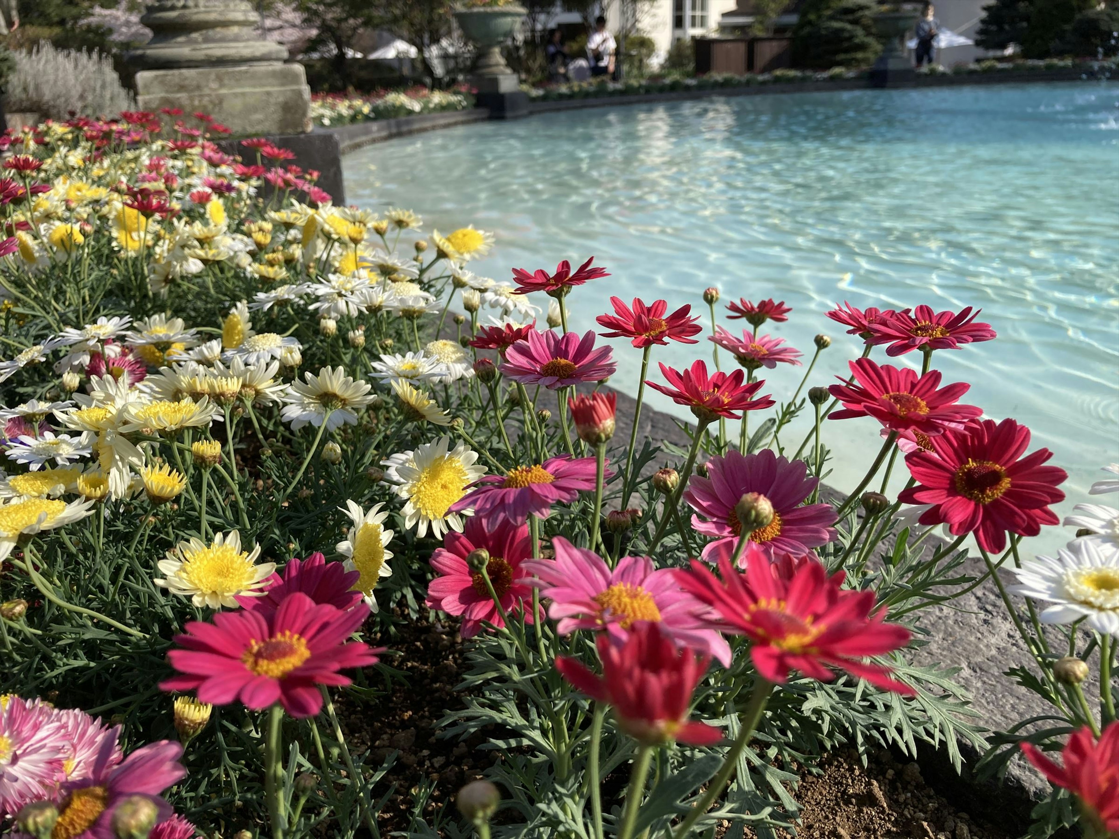 Bunte Blumen blühen rund um einen ruhigen Teich