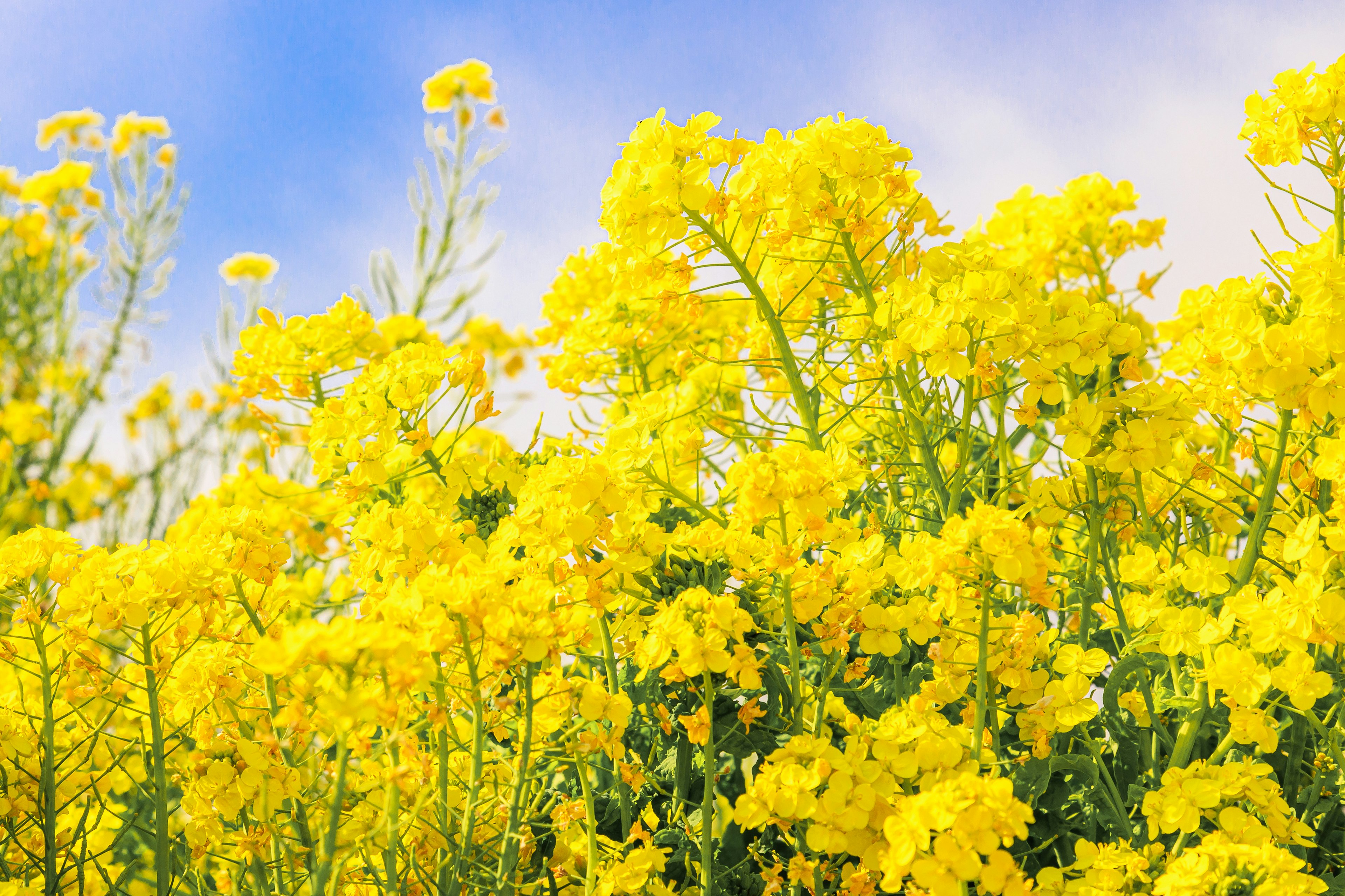 Bunga rapeseed kuning cerah mekar di bawah langit biru