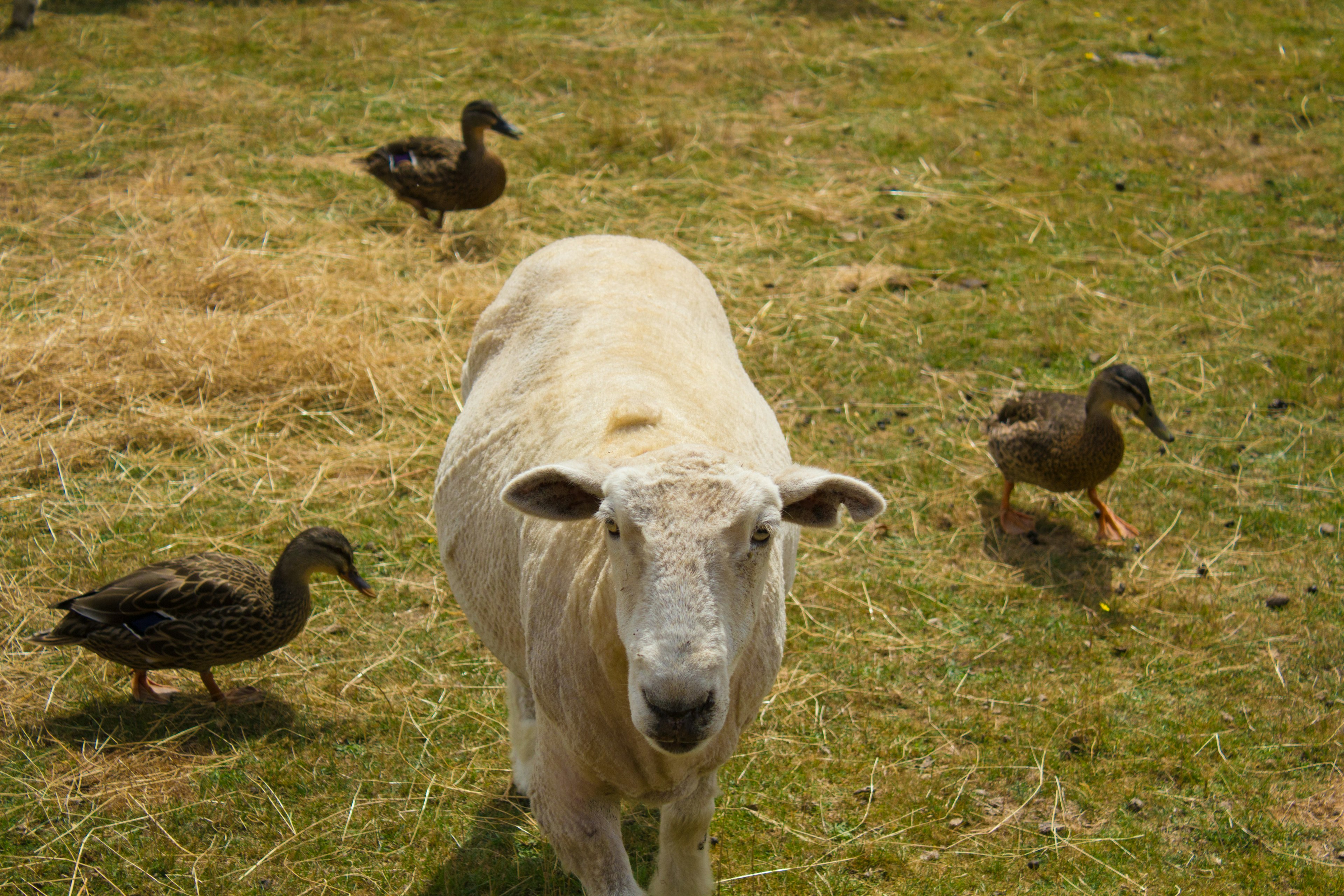 A white sheep with three ducks on grassy ground