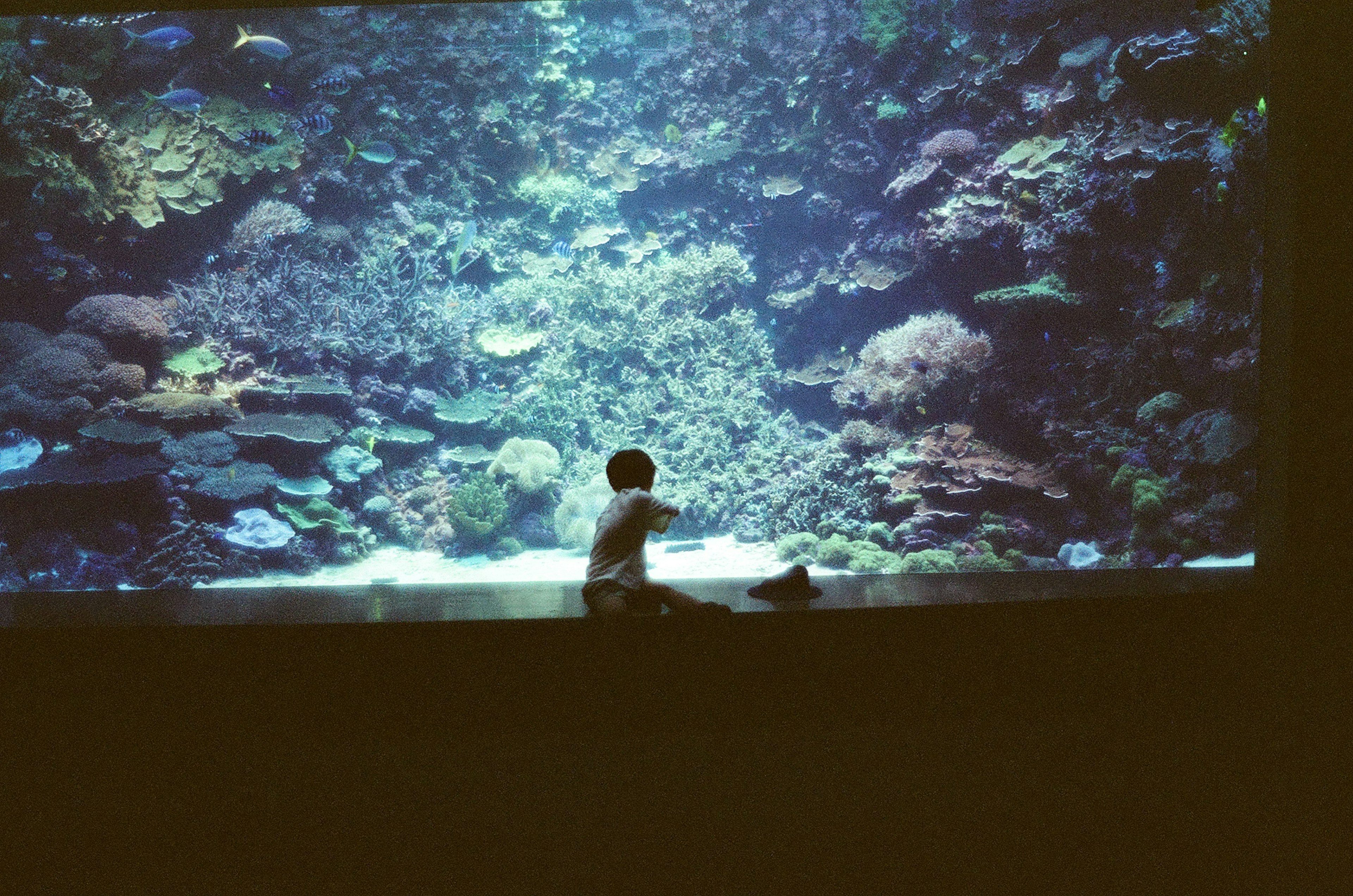 Enfant assis devant un grand aquarium rempli de coraux colorés et de poissons