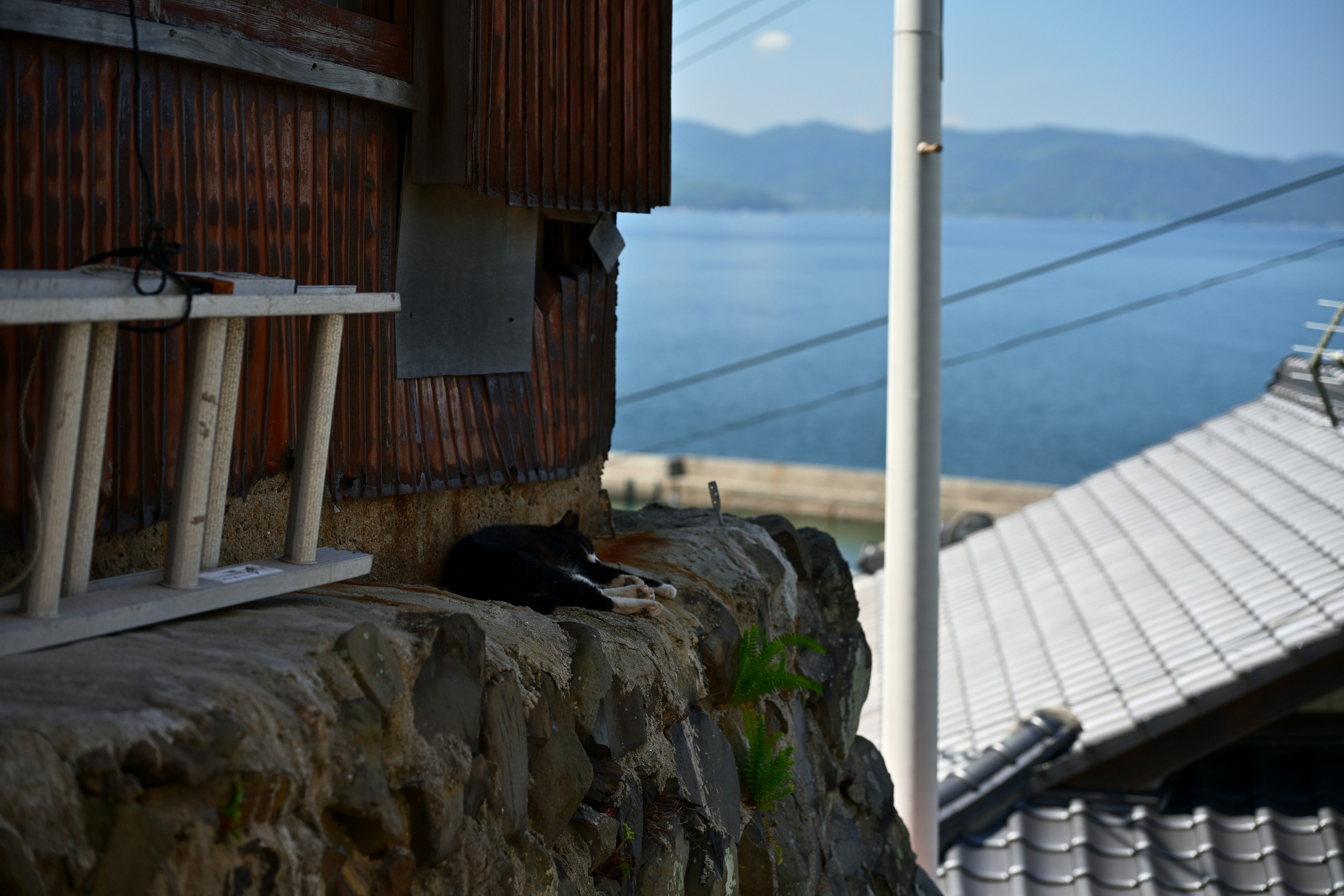 Un gato descansando en un borde de piedra con vista al mar y casas tradicionales