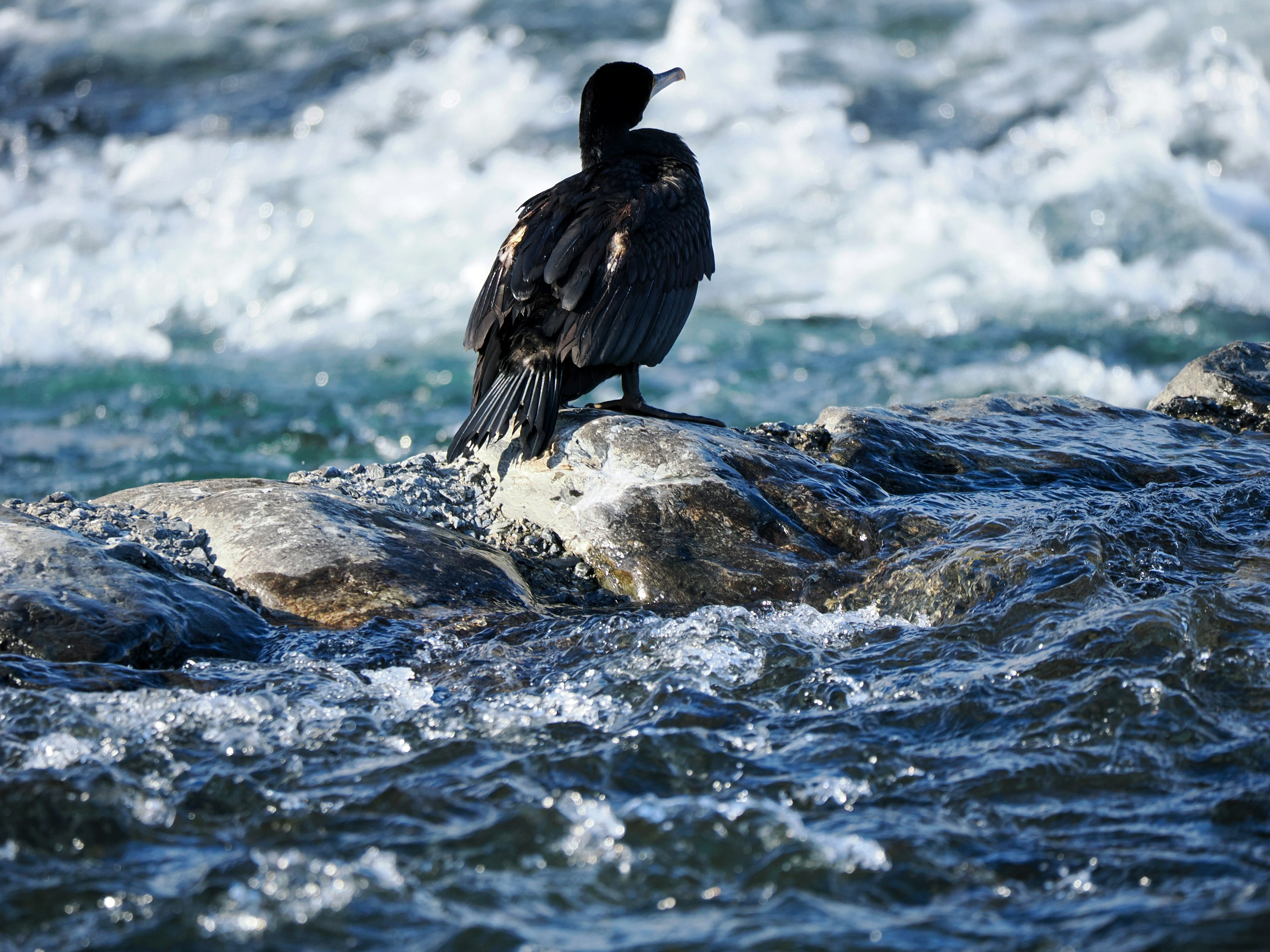 Silueta de un cormorán de pie sobre una roca en el agua