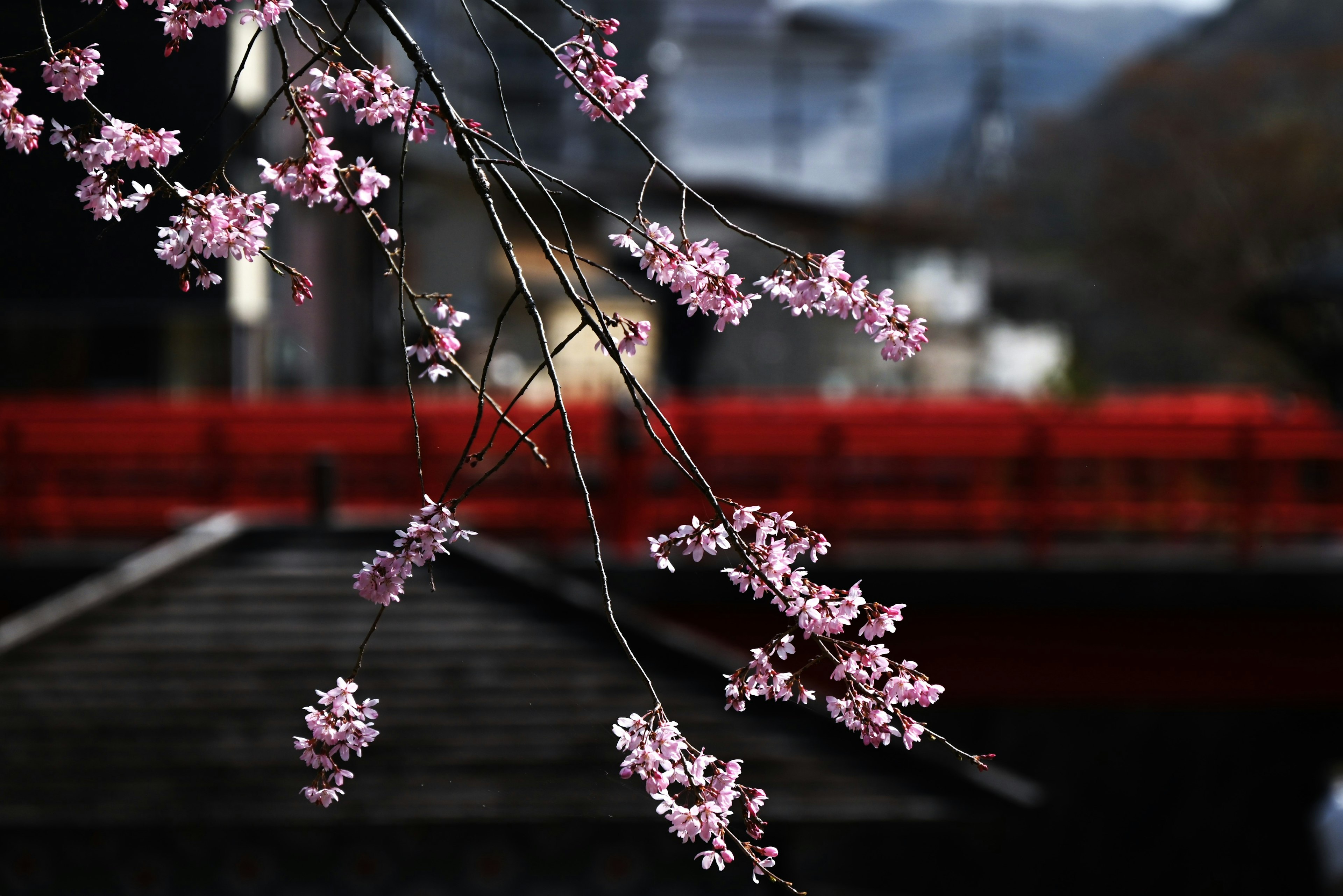 Cherry blossom branches with pink flowers and a red bridge in the background