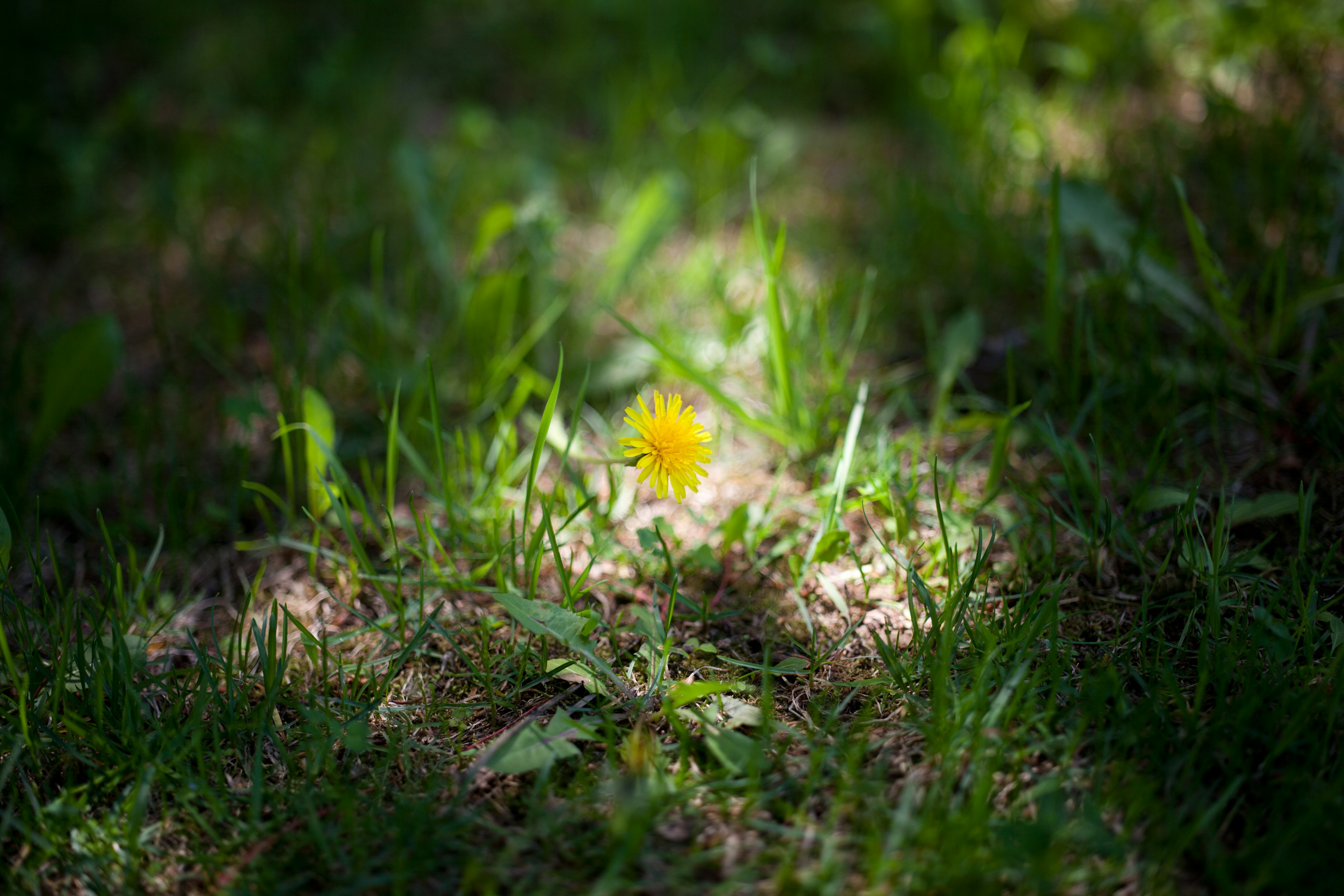 Una flor de diente de león amarilla floreciendo entre la hierba verde