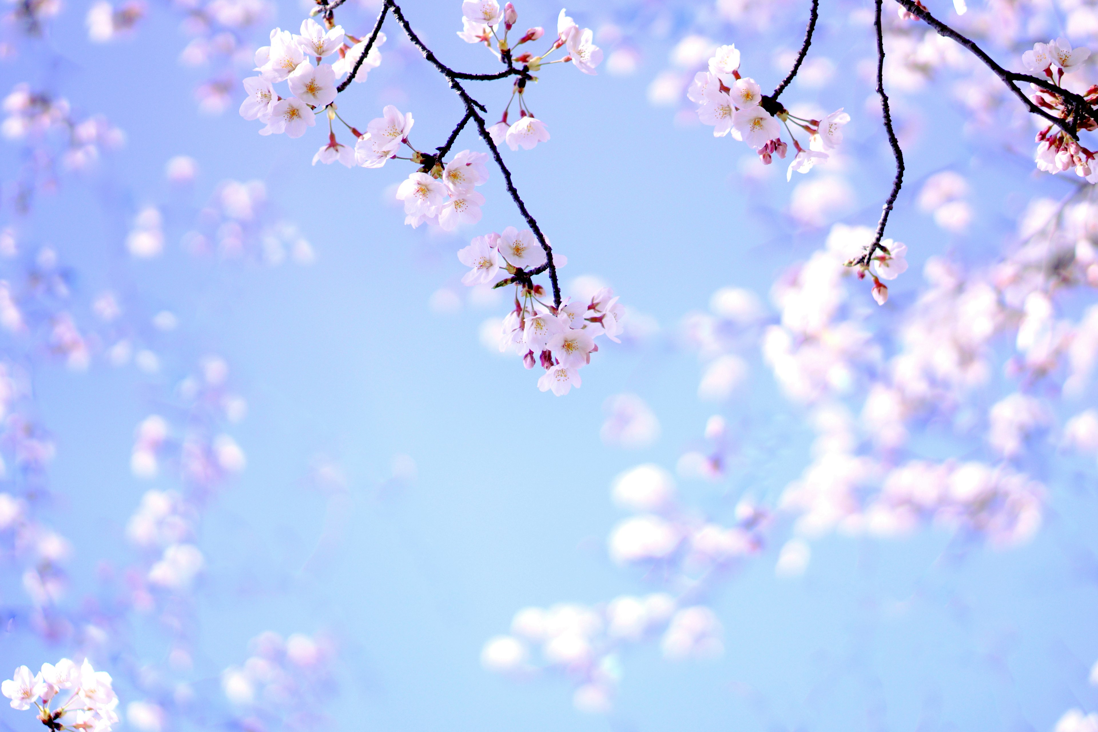 Bunga sakura dan cabang di langit biru