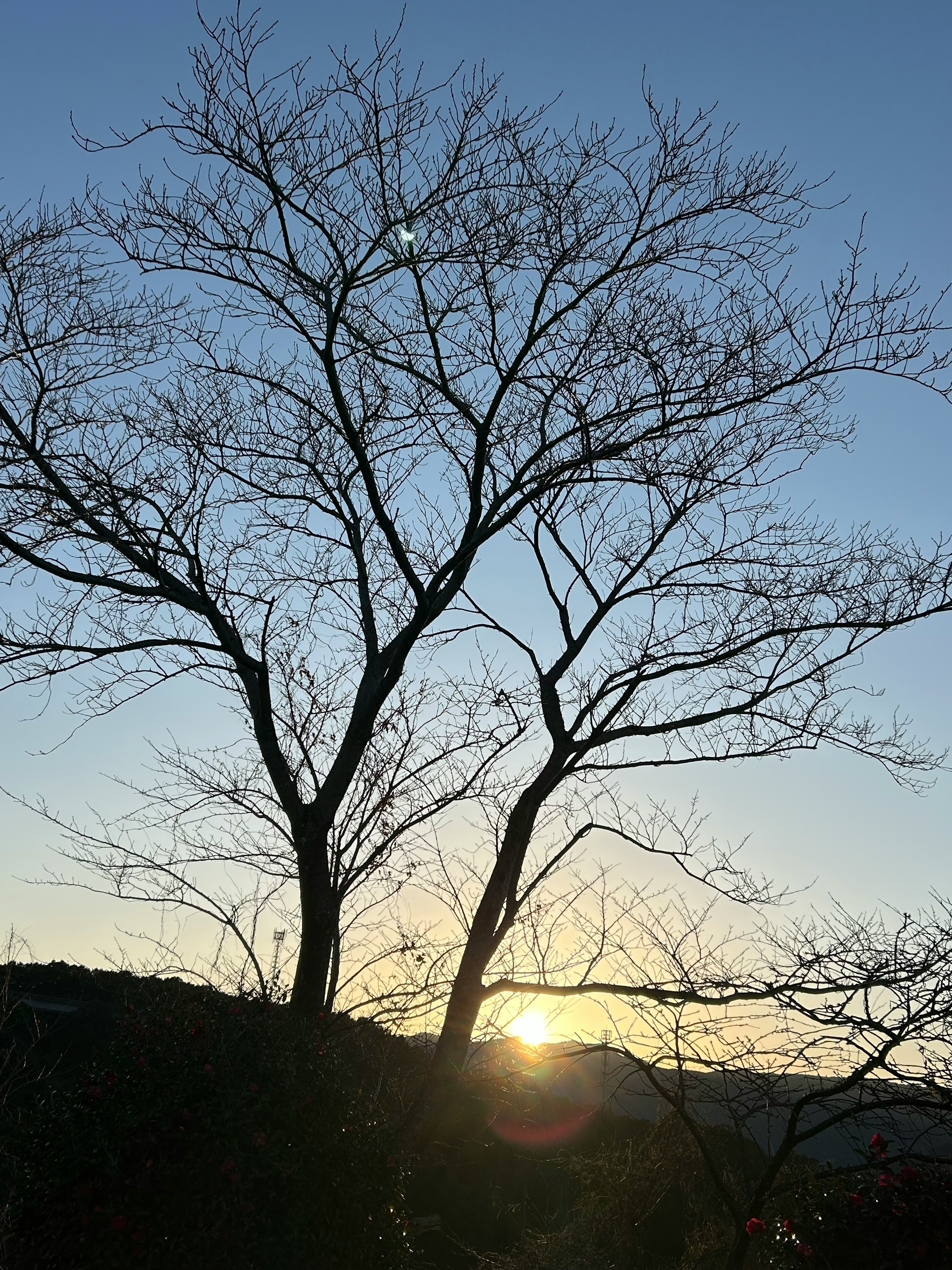 Silhouette of a bare tree against the backdrop of a sunset