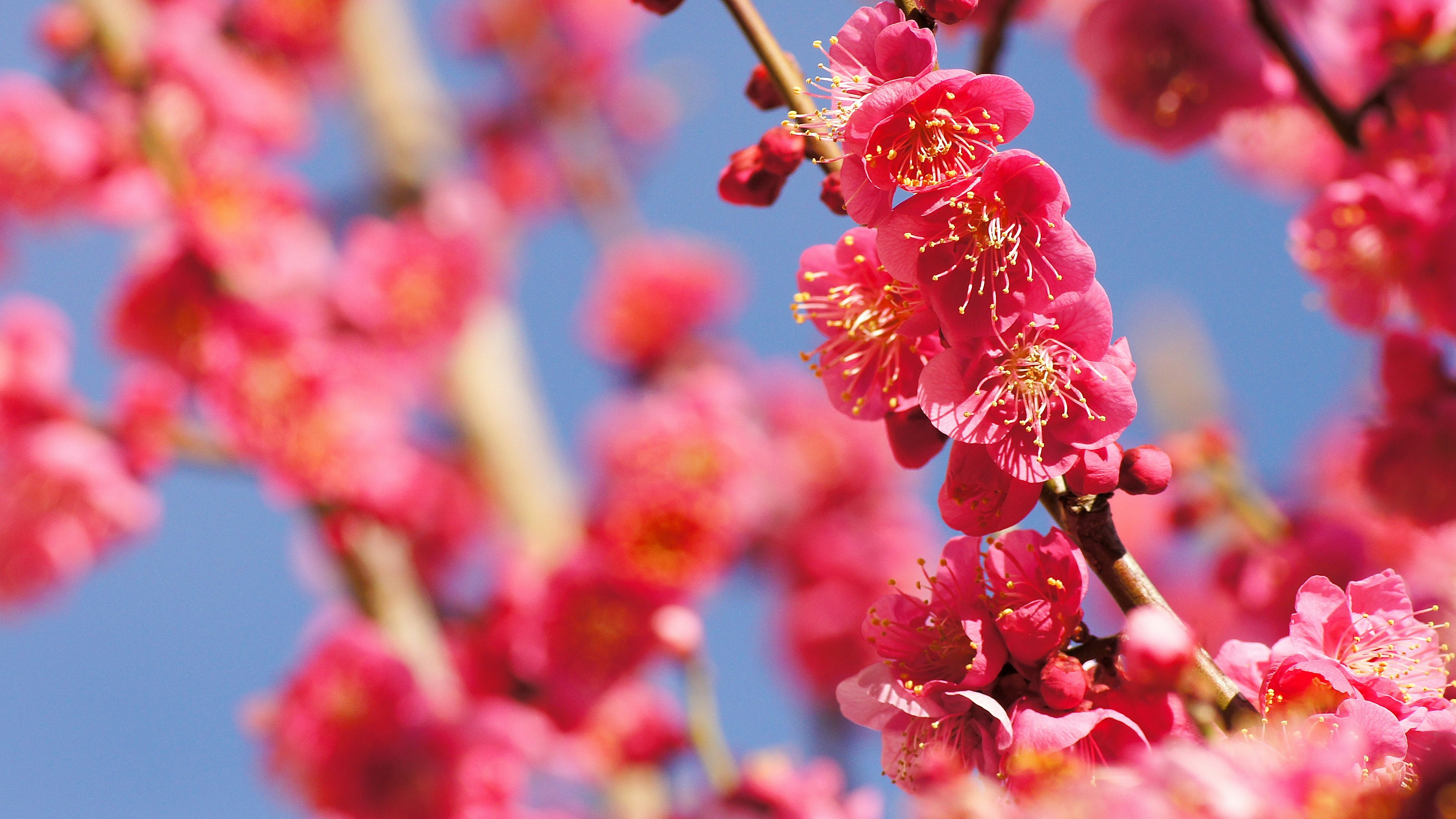 Lebendige rosa Blumen blühen vor einem blauen Himmel