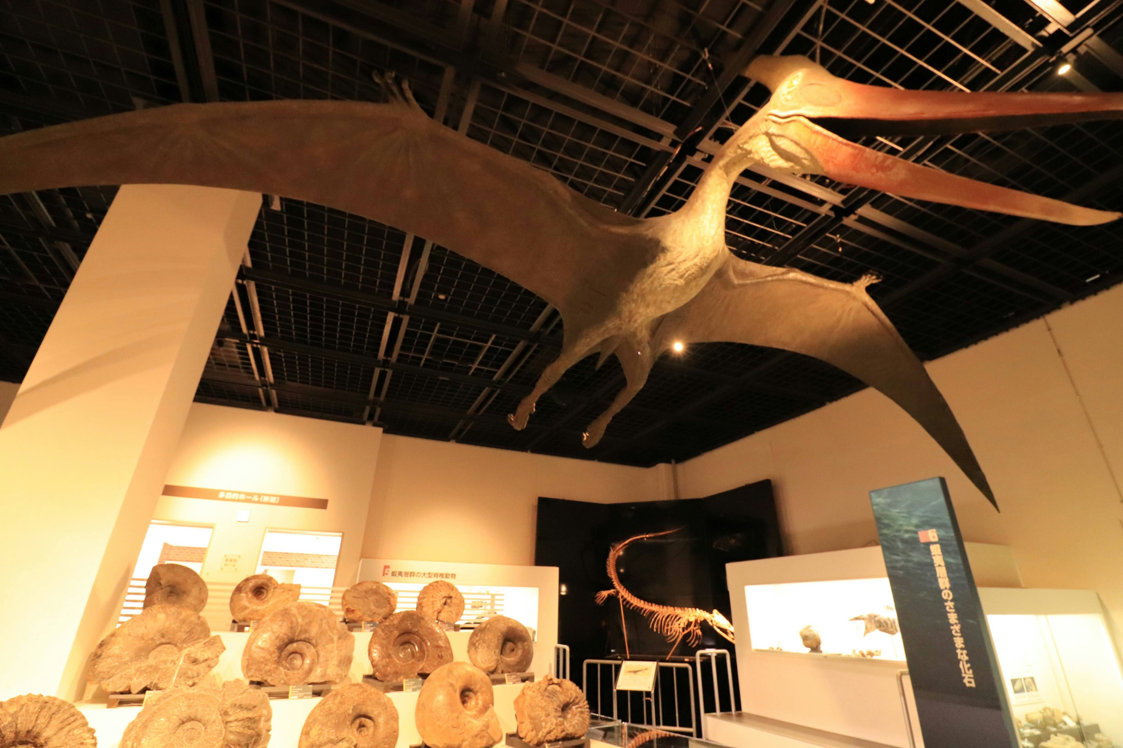 Interno di un museo con fossili di dinosauri e un modello di pterosauro