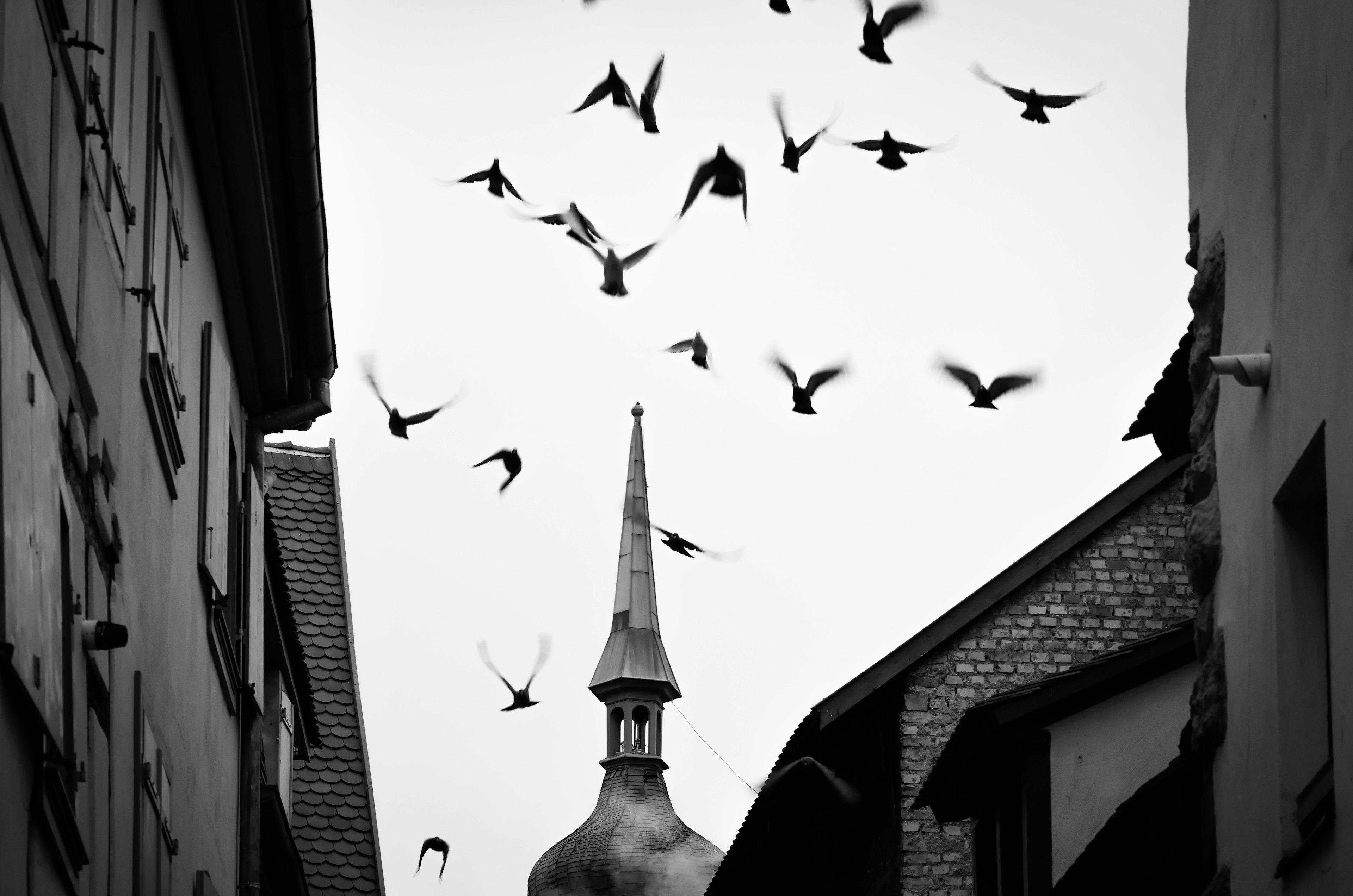 Aves alzando el vuelo contra un paisaje urbano en blanco y negro con un campanario