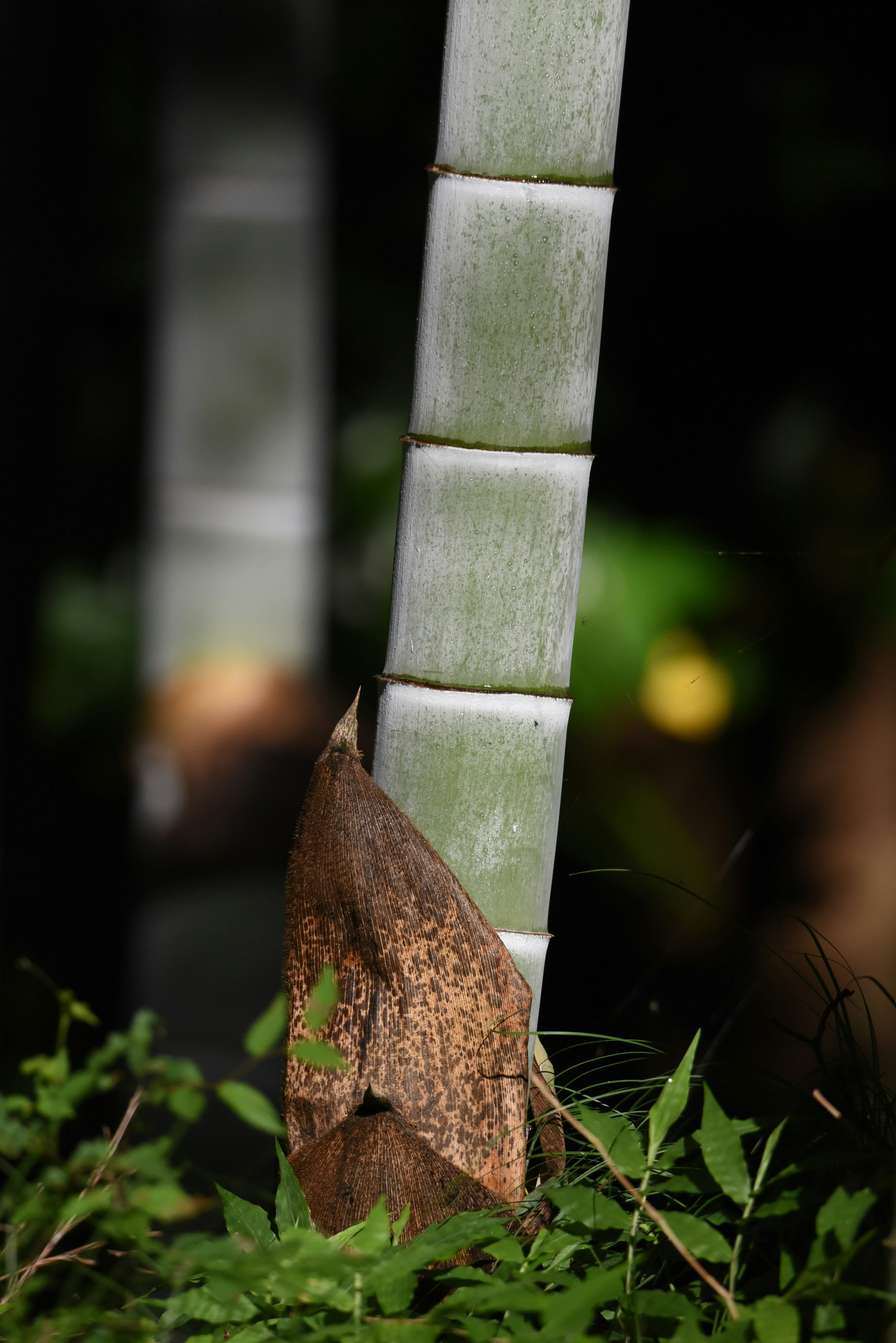 Image featuring a green plant stem with a unique leaf base