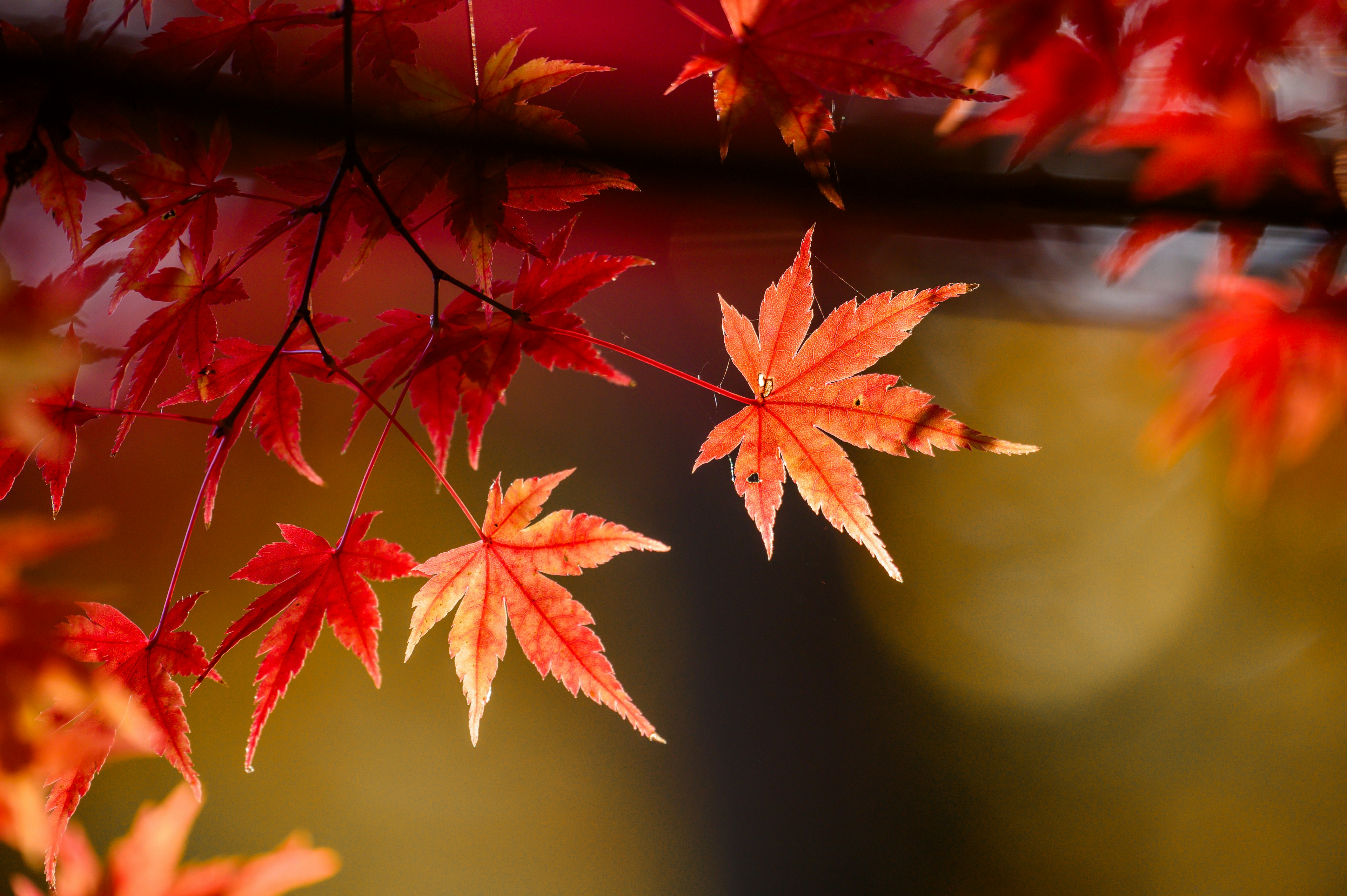 鮮豔的紅楓葉與模糊背景