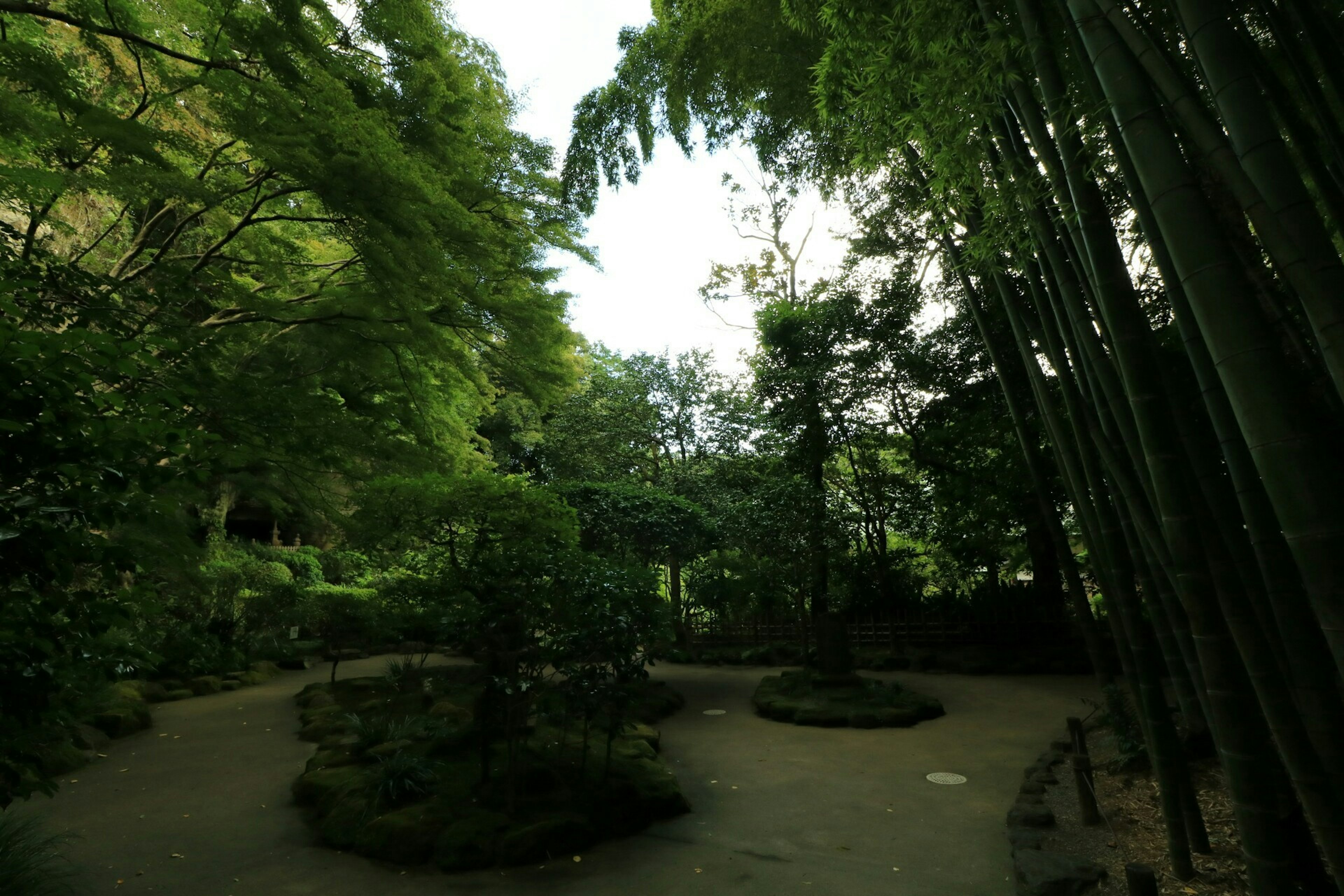 Lush bamboo grove and garden scenery