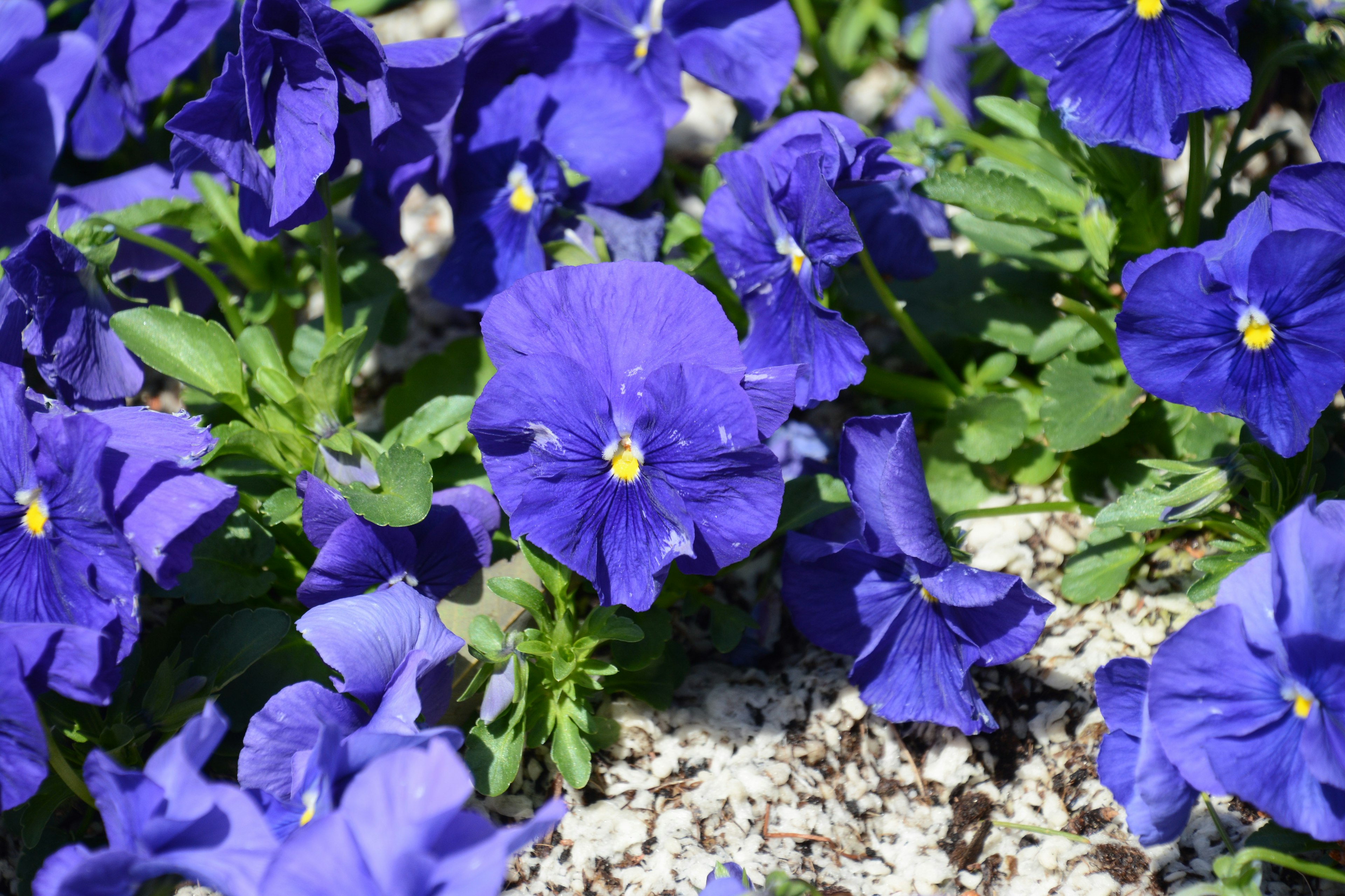 鮮やかな紫色のパンジーの花が緑の葉の間に咲いている