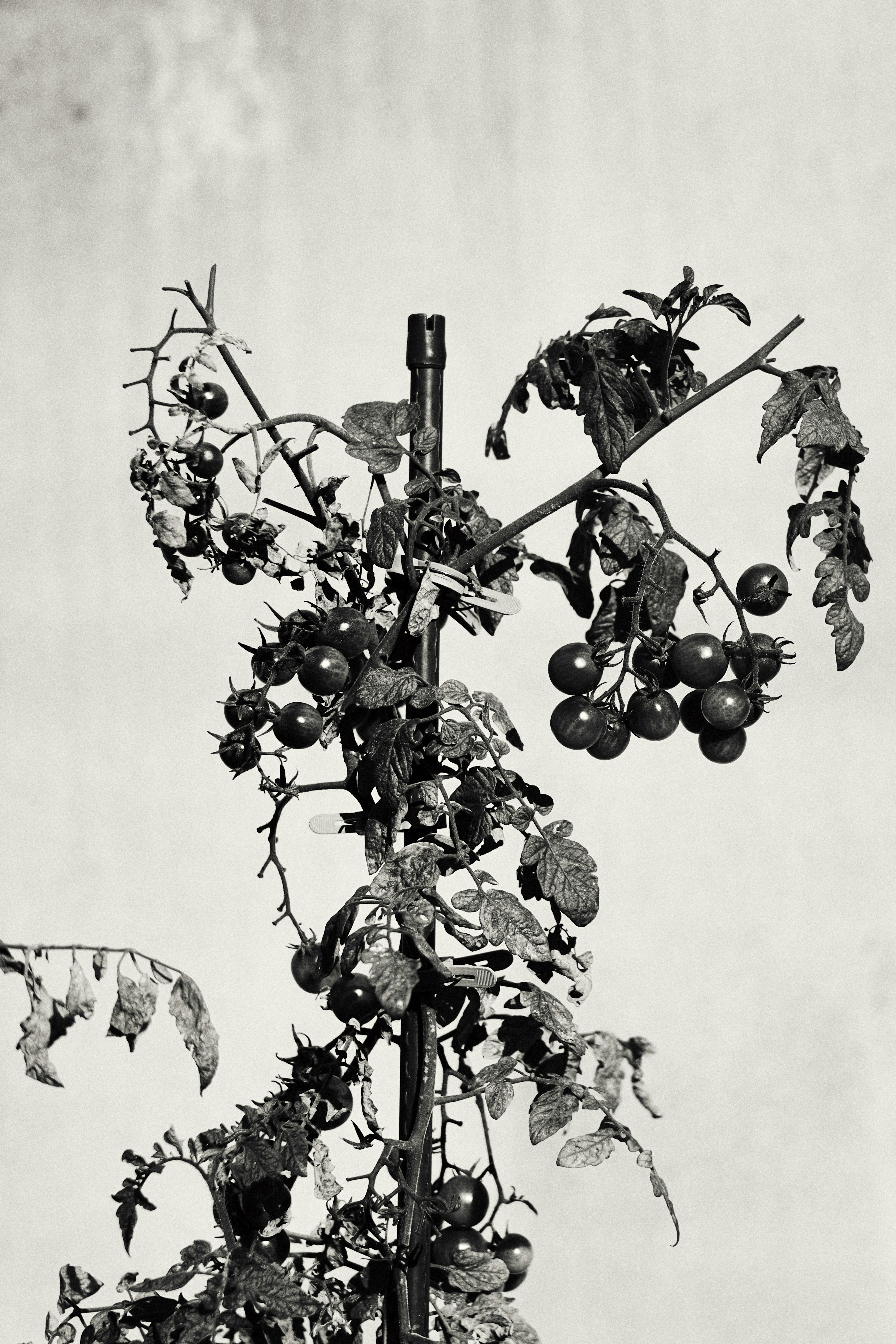 Image en noir et blanc d'une plante de tomate avec de nombreux fruits sur ses branches